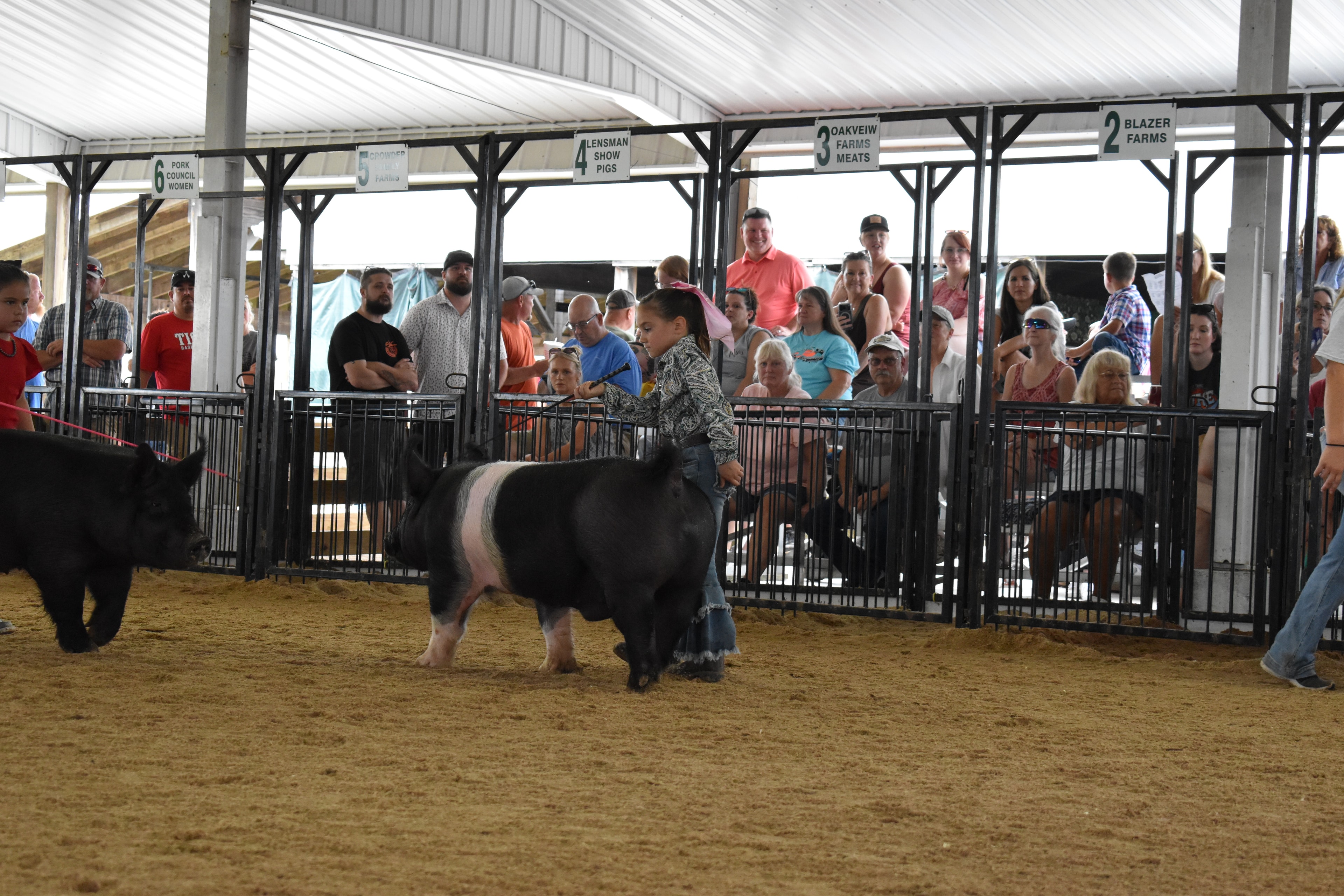 Child showing pig at county fair