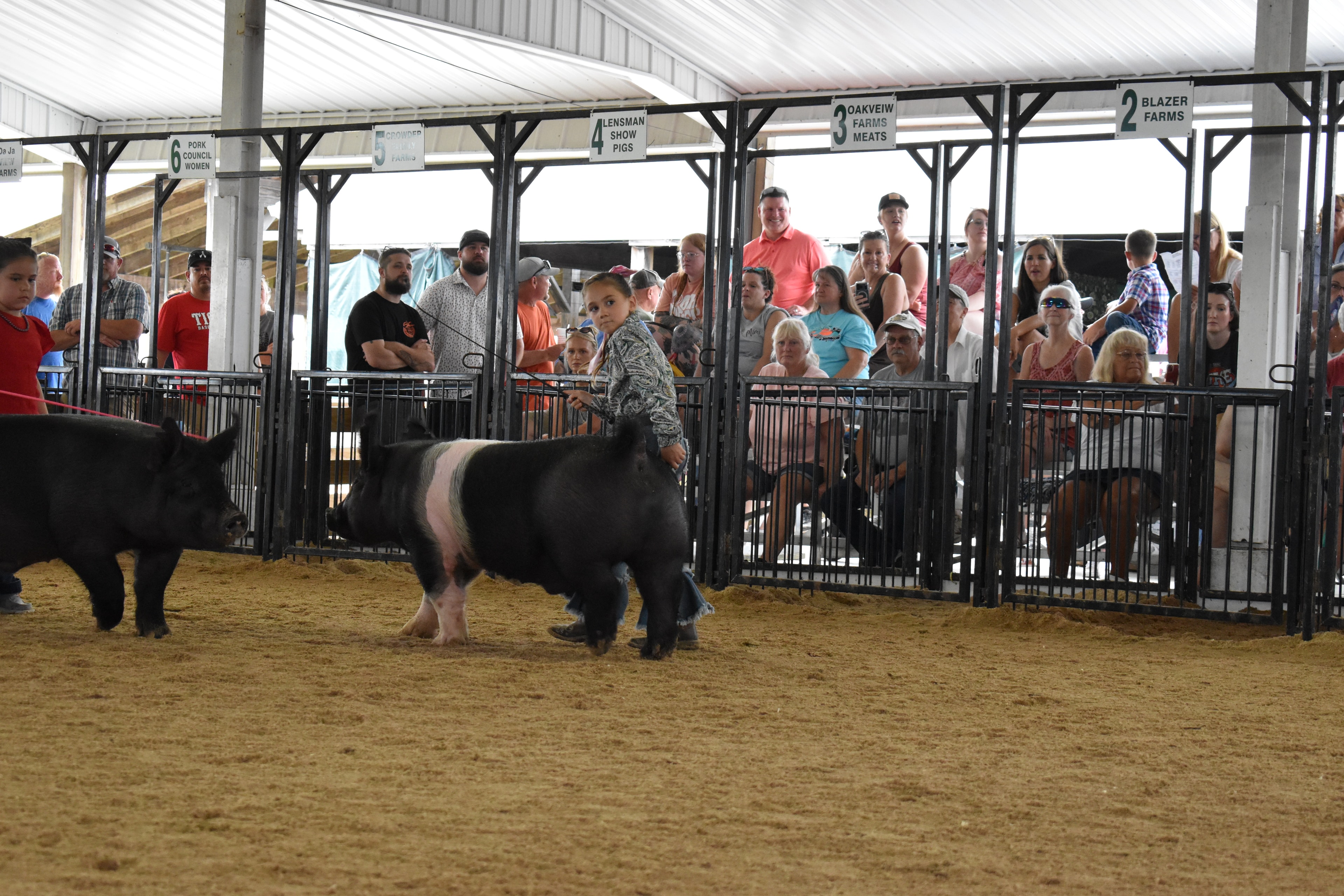 Child showing pig at county fair
