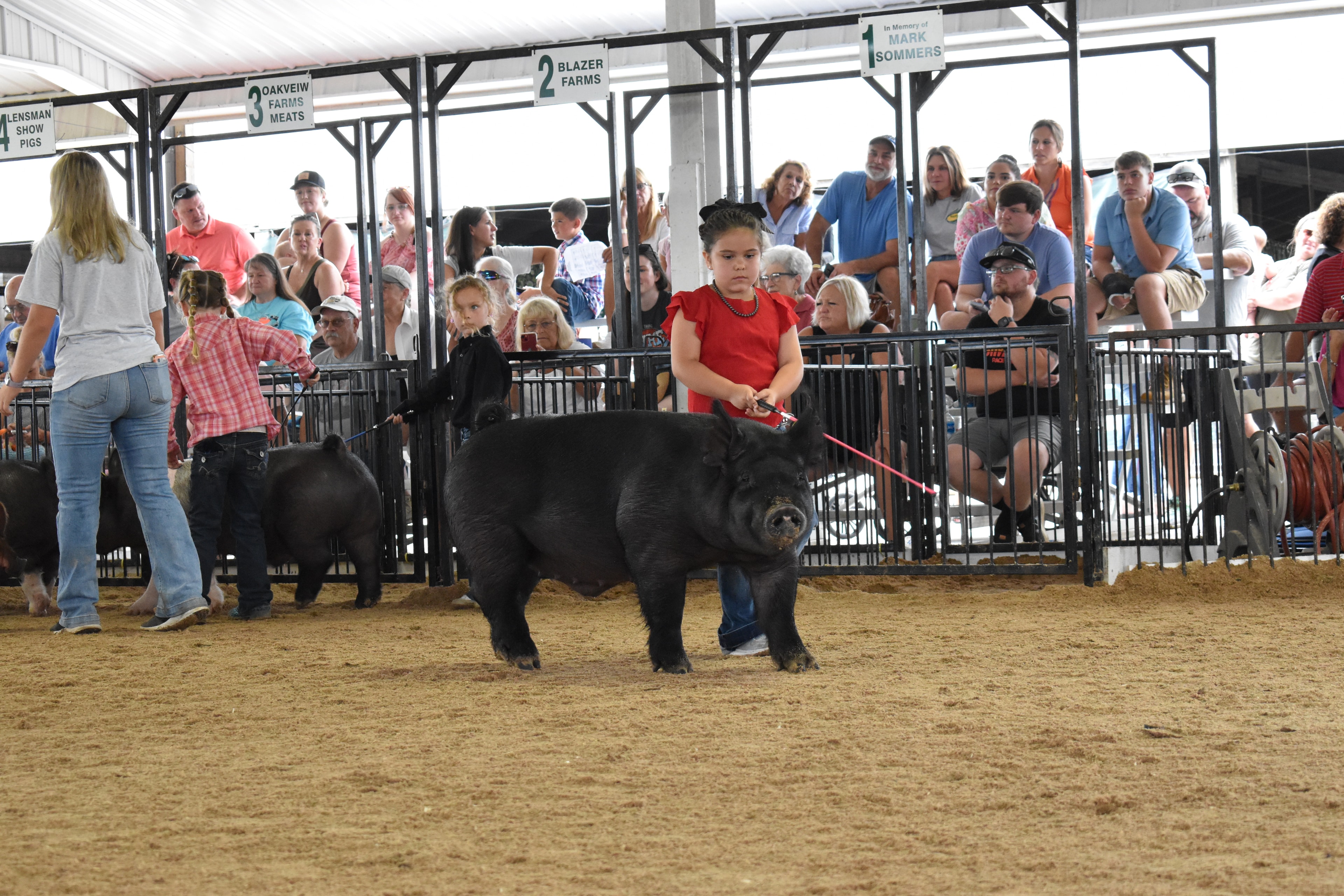 Child showing pig at county fair