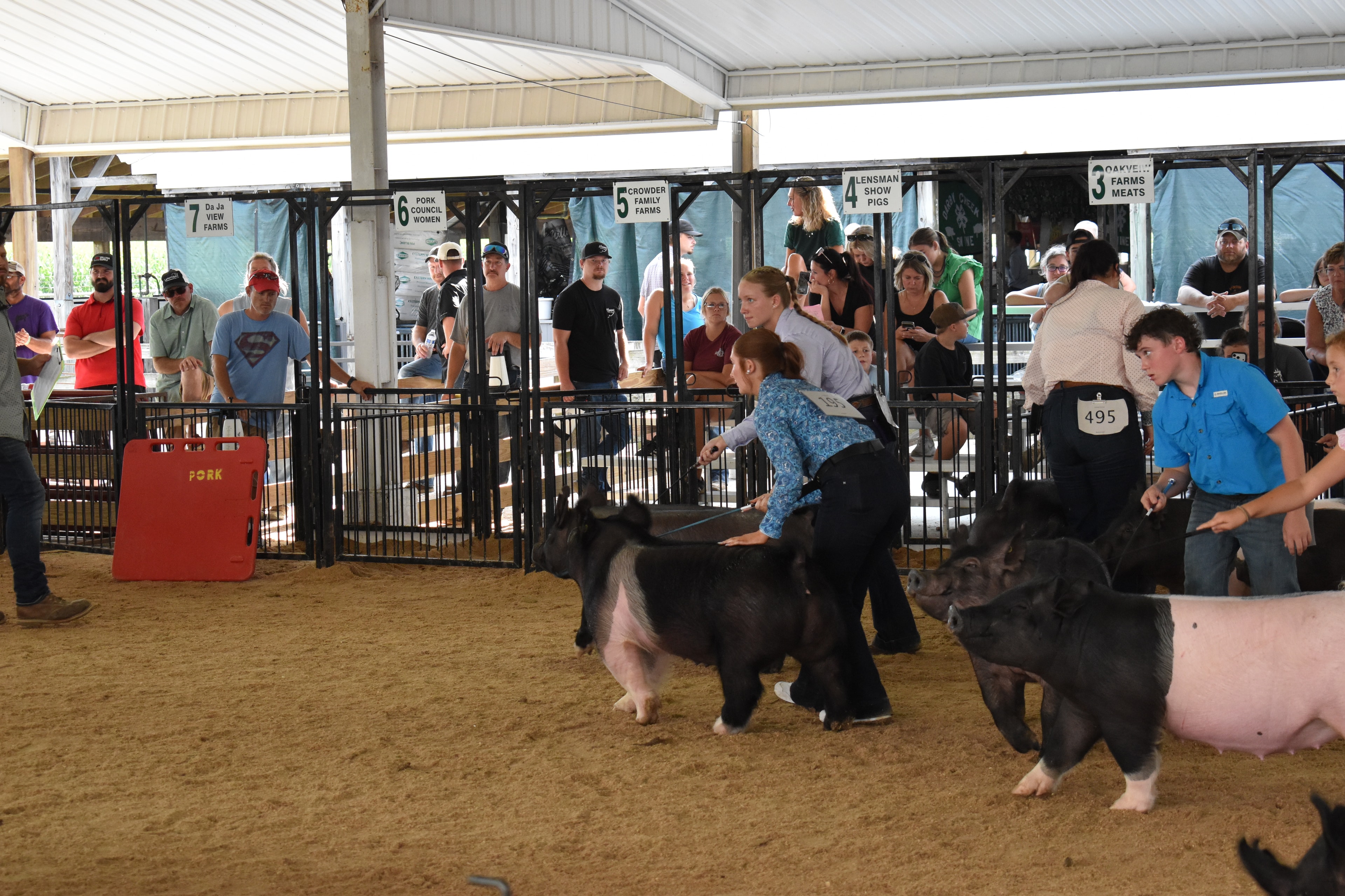 Exhibitor steering black and white pig in the show ring