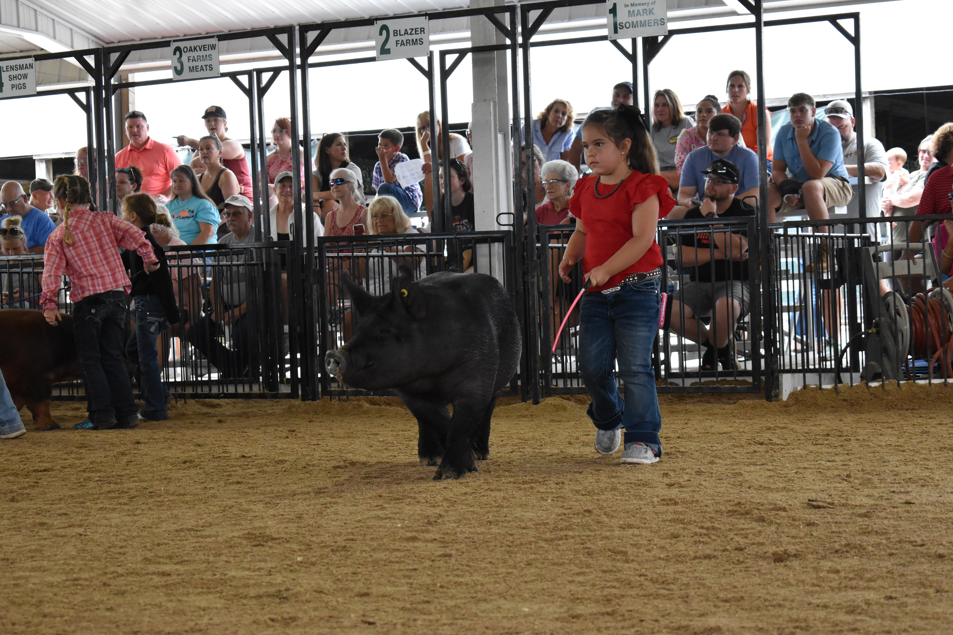 Child showing pig at county fair