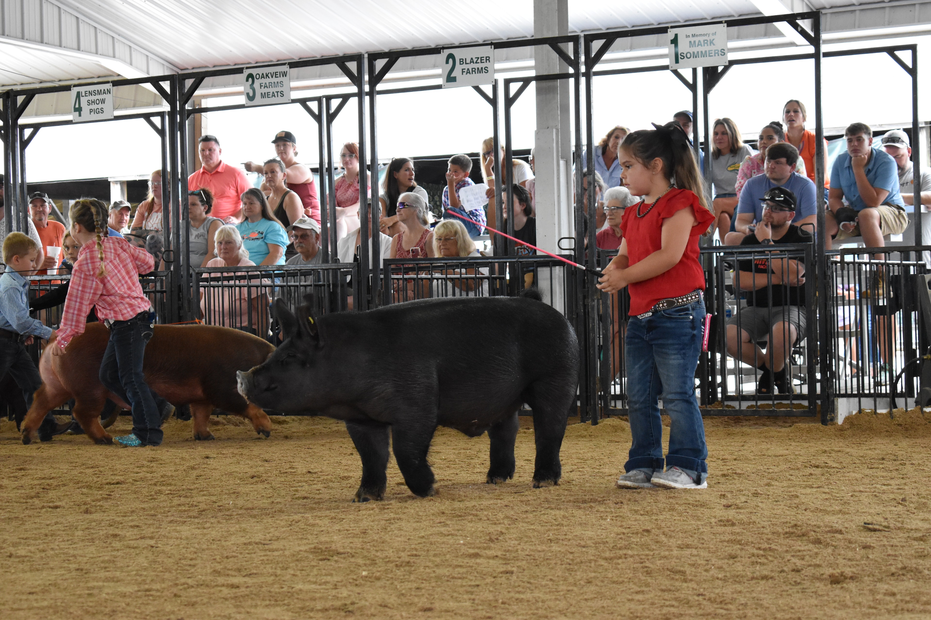 Child showing pig at county fair