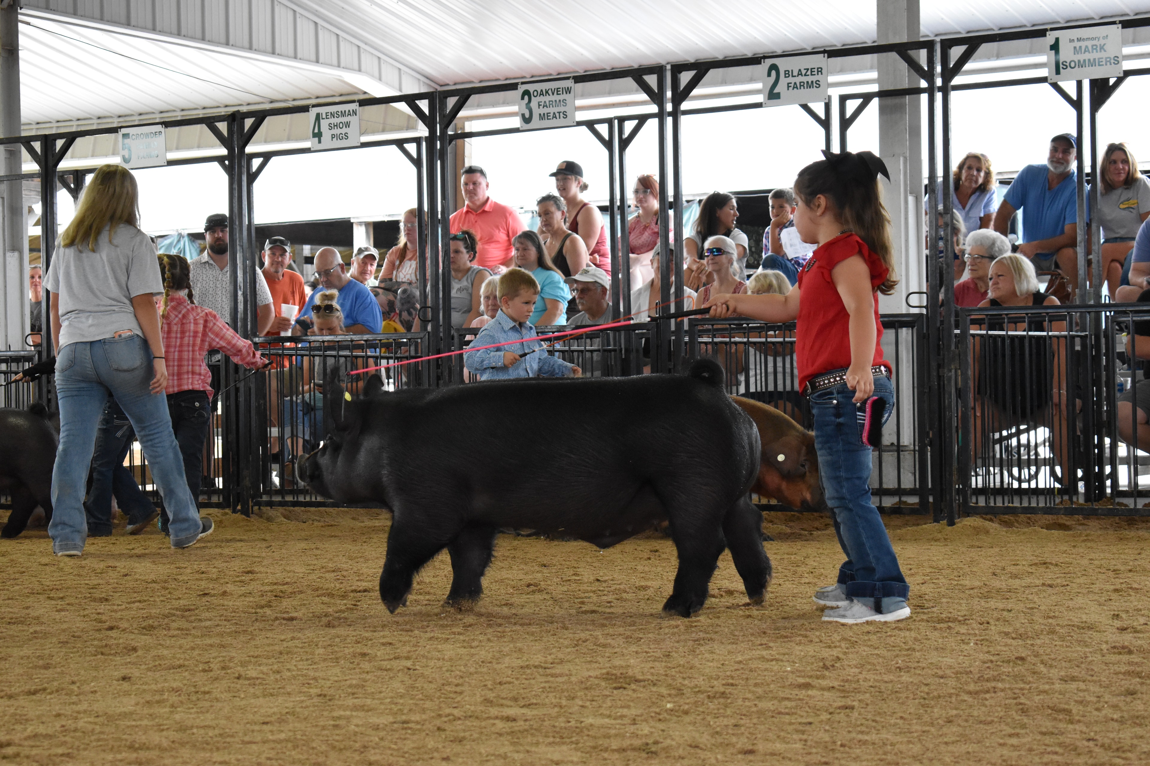 Child showing pig at county fair