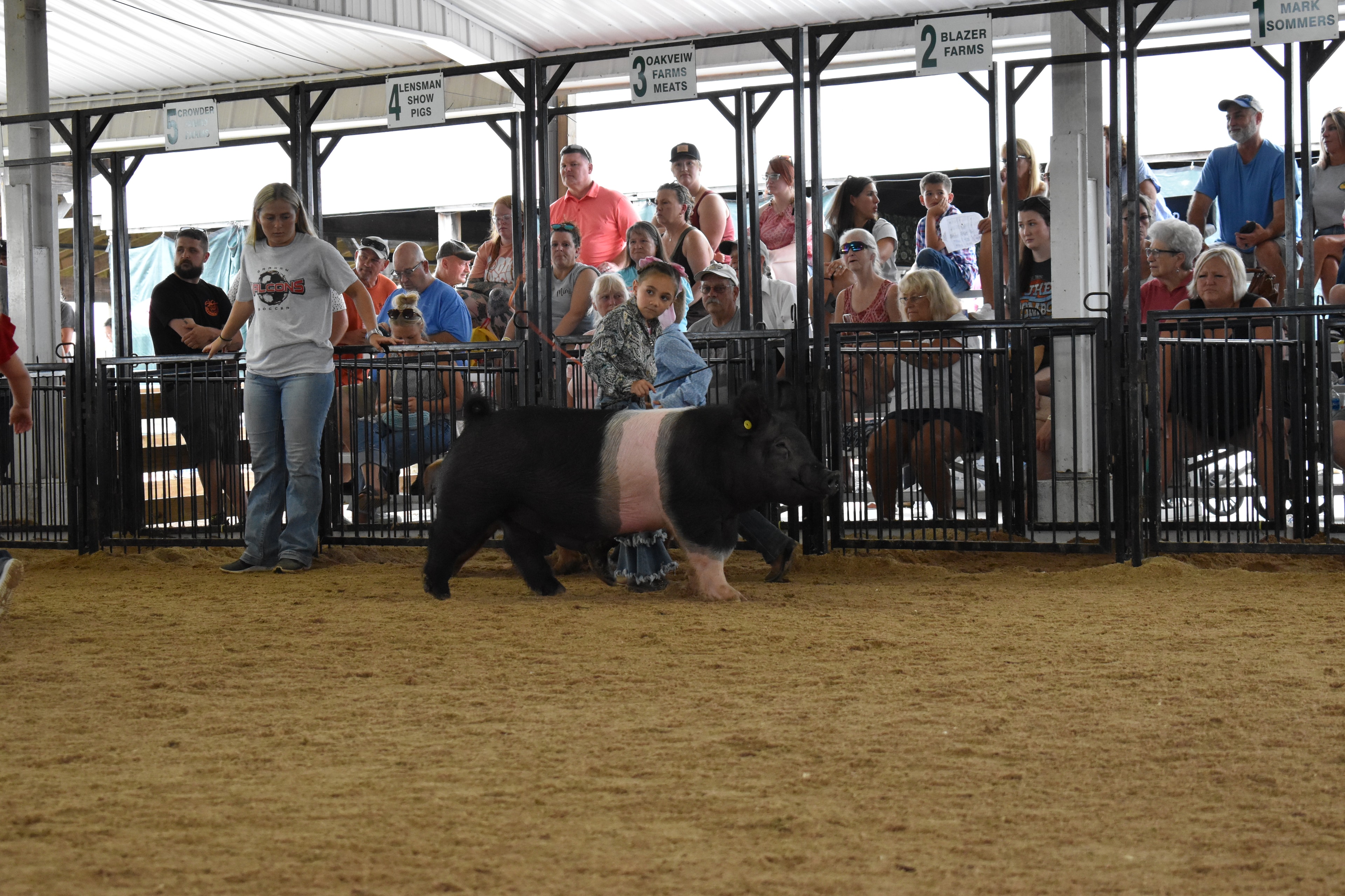 Girl in paisley shirt showing Hampshire cross pig at county fair