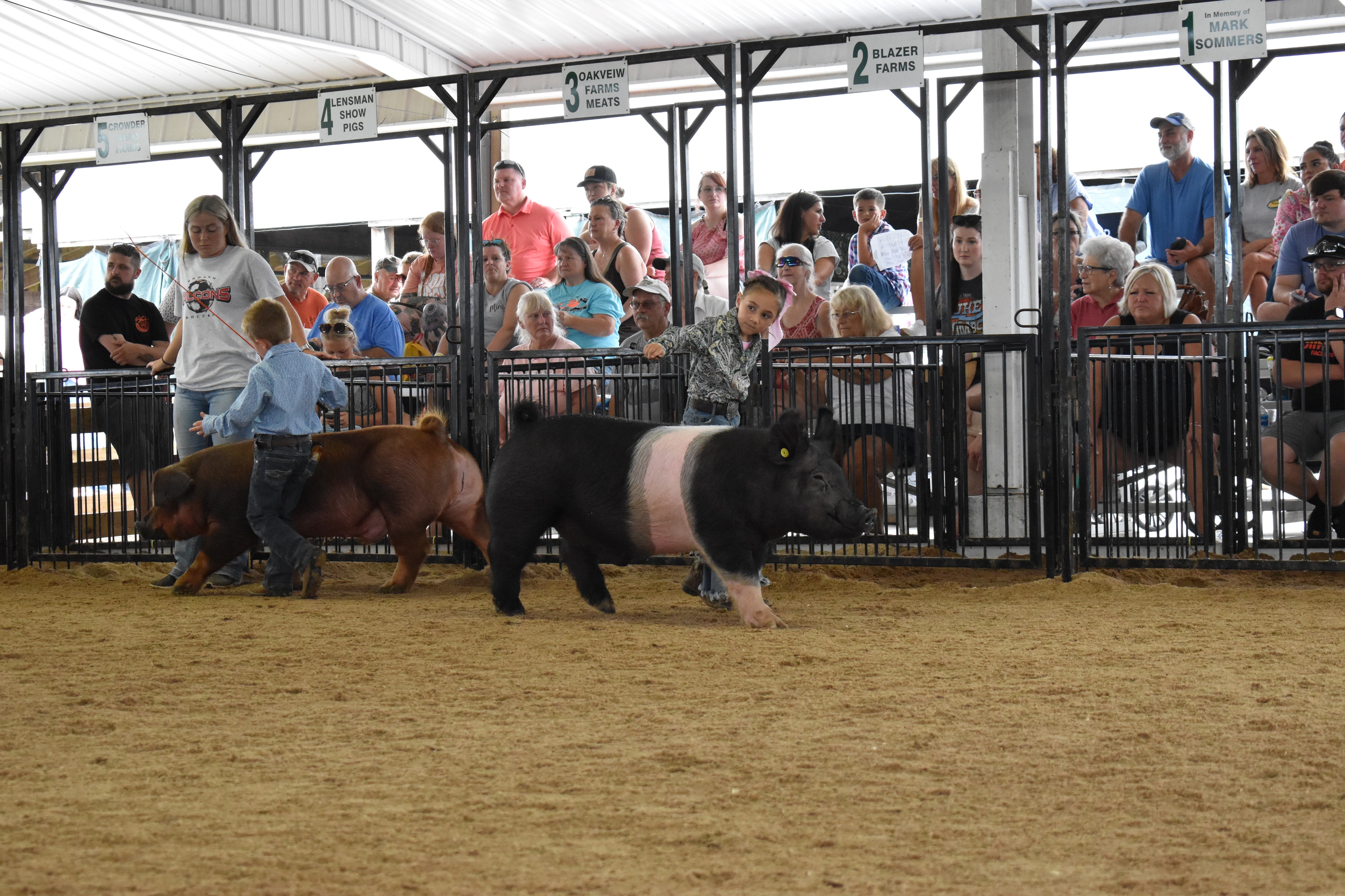 Girl in paisley shirt steering Hampshire cross pig at county fair
