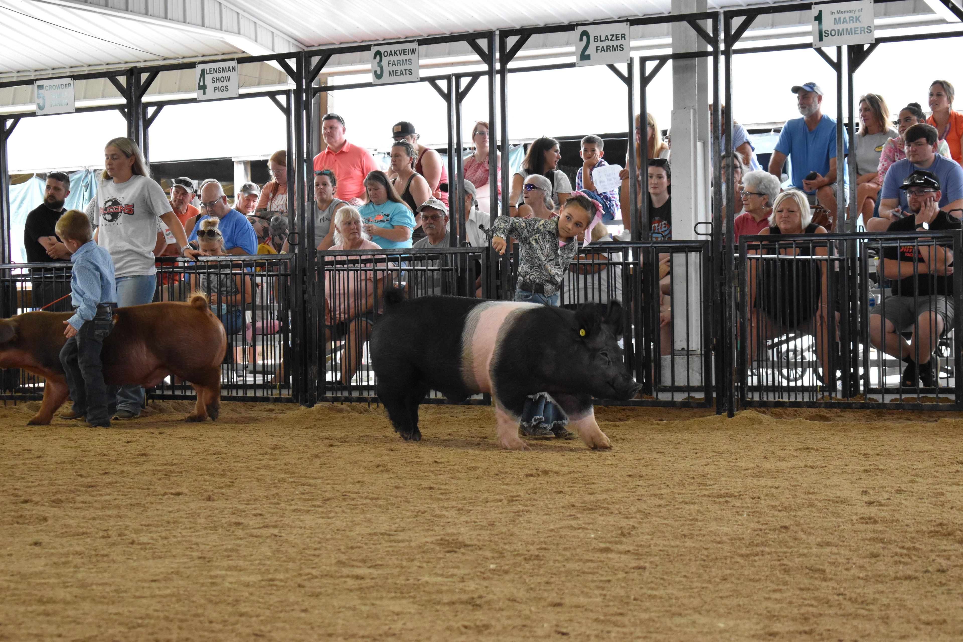 Multiple exhibitors with Hampshire cross pigs in show ring