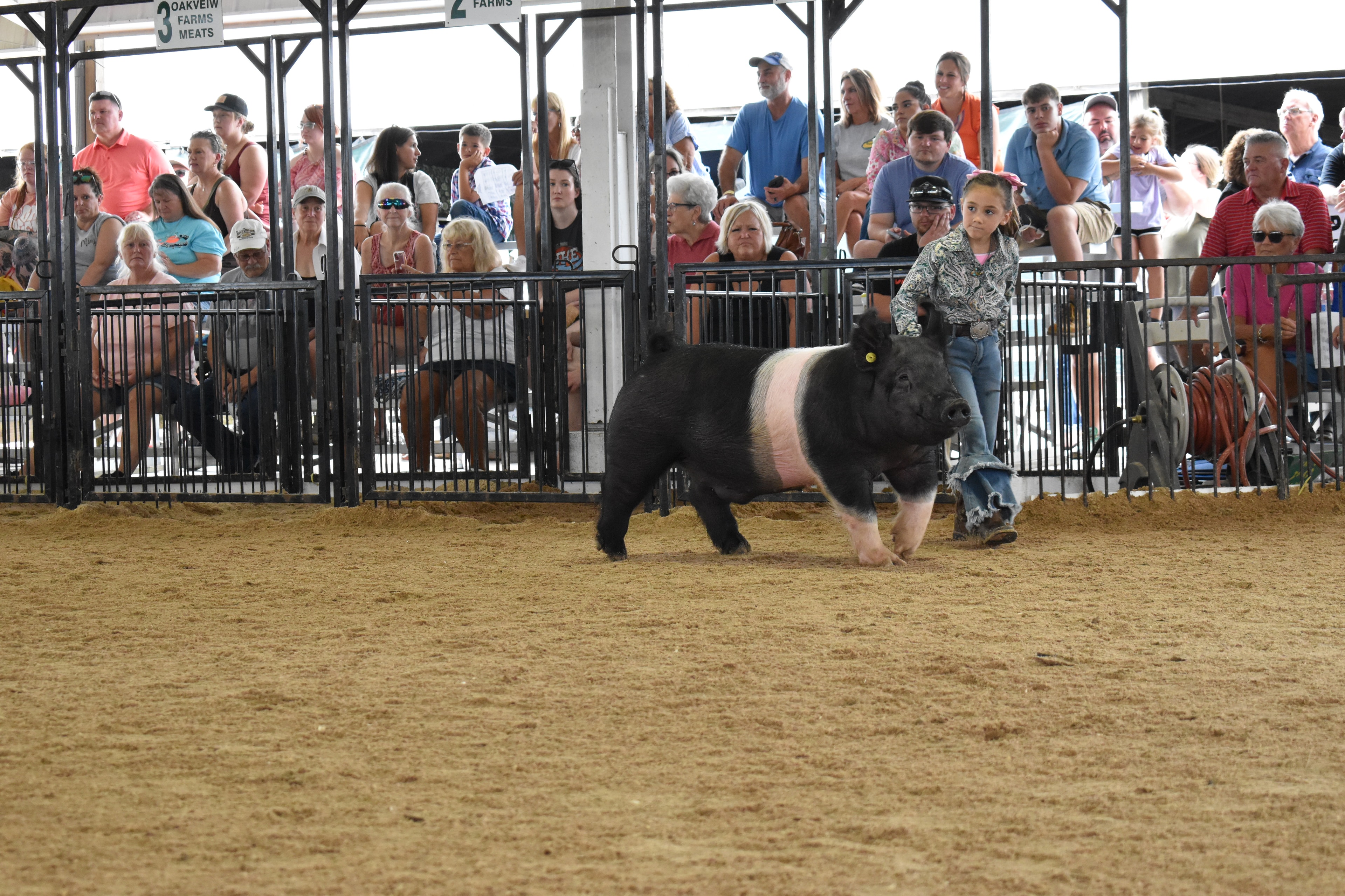 Multiple Hampshire cross pigs in show ring with exhibitors