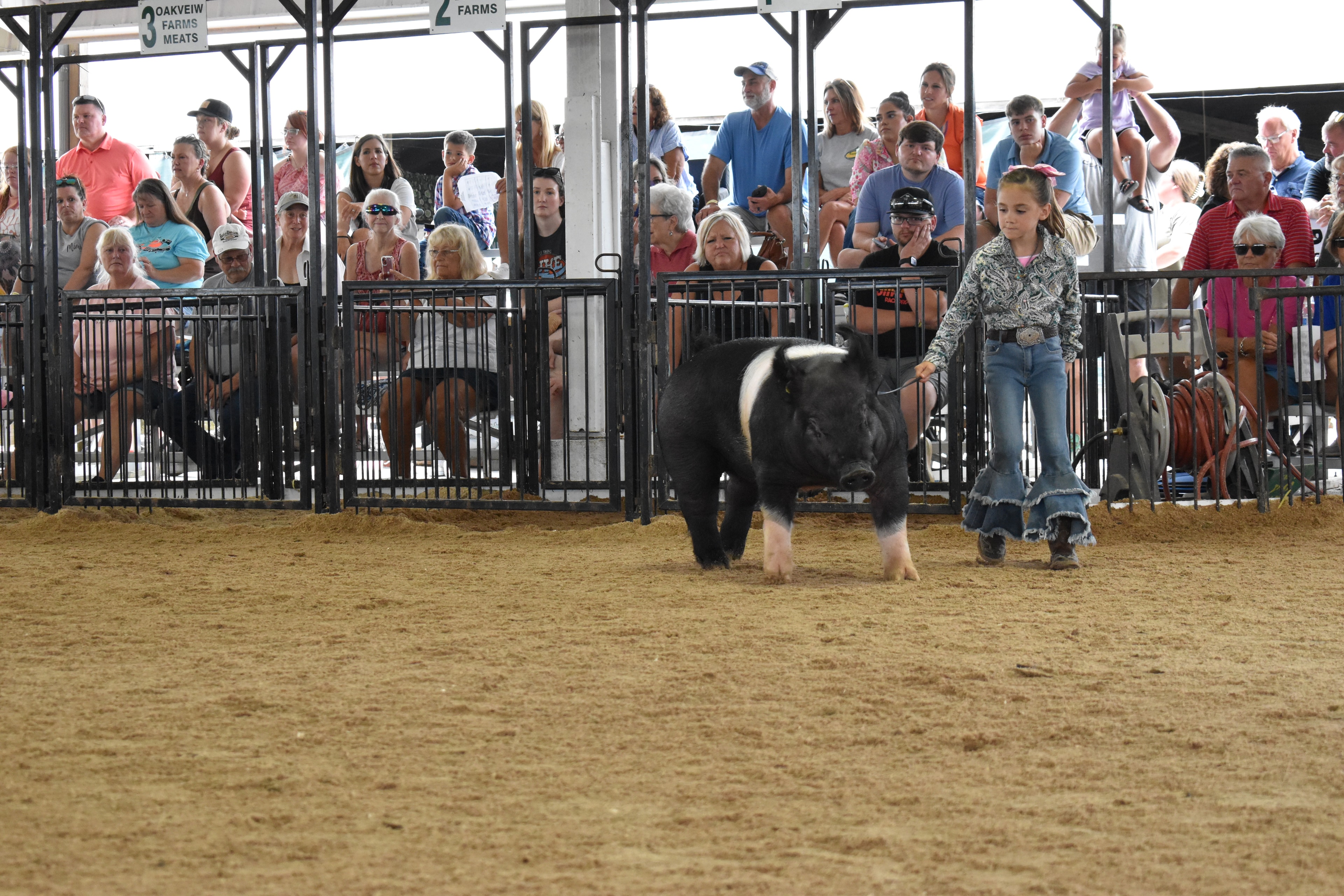 Two Hampshire cross pigs side by side in show ring