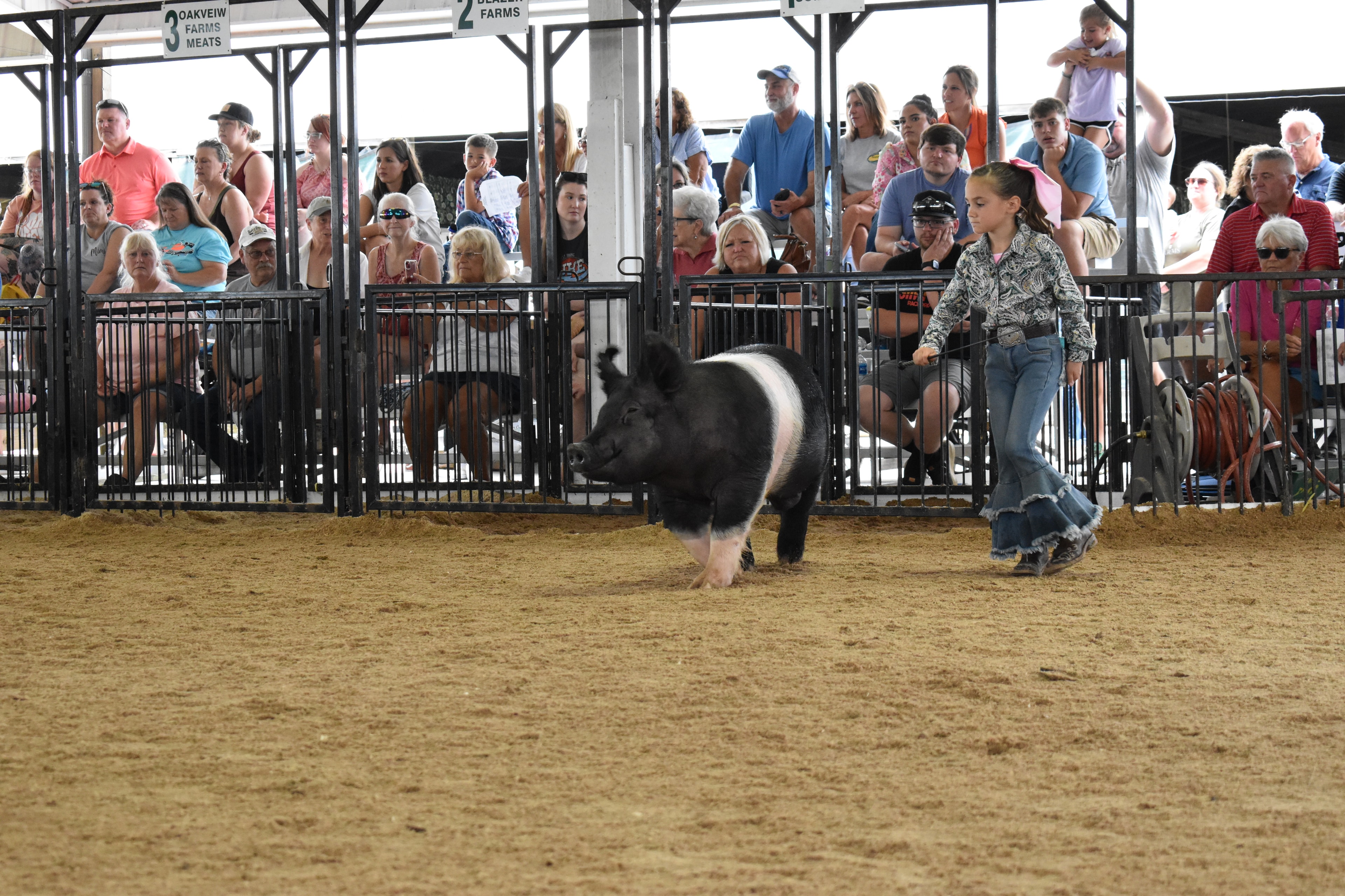 Girl steering Hampshire cross pig past sponsor pens