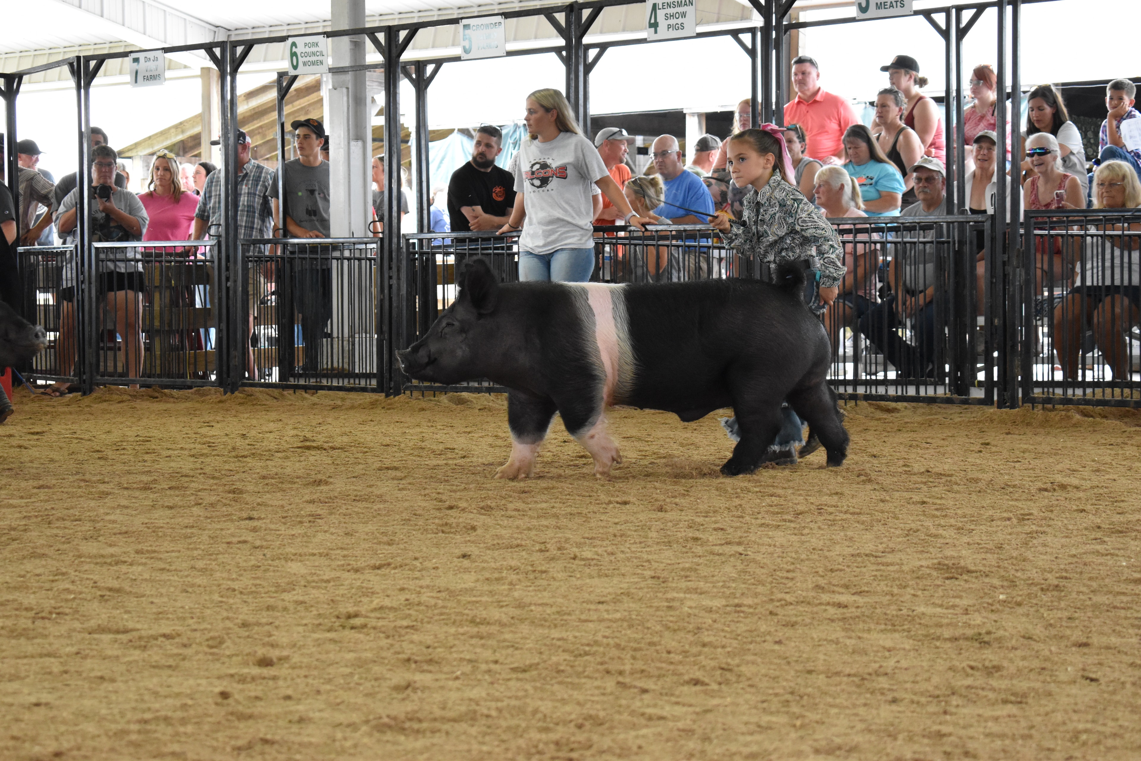 Hampshire cross pig charging forward in show ring