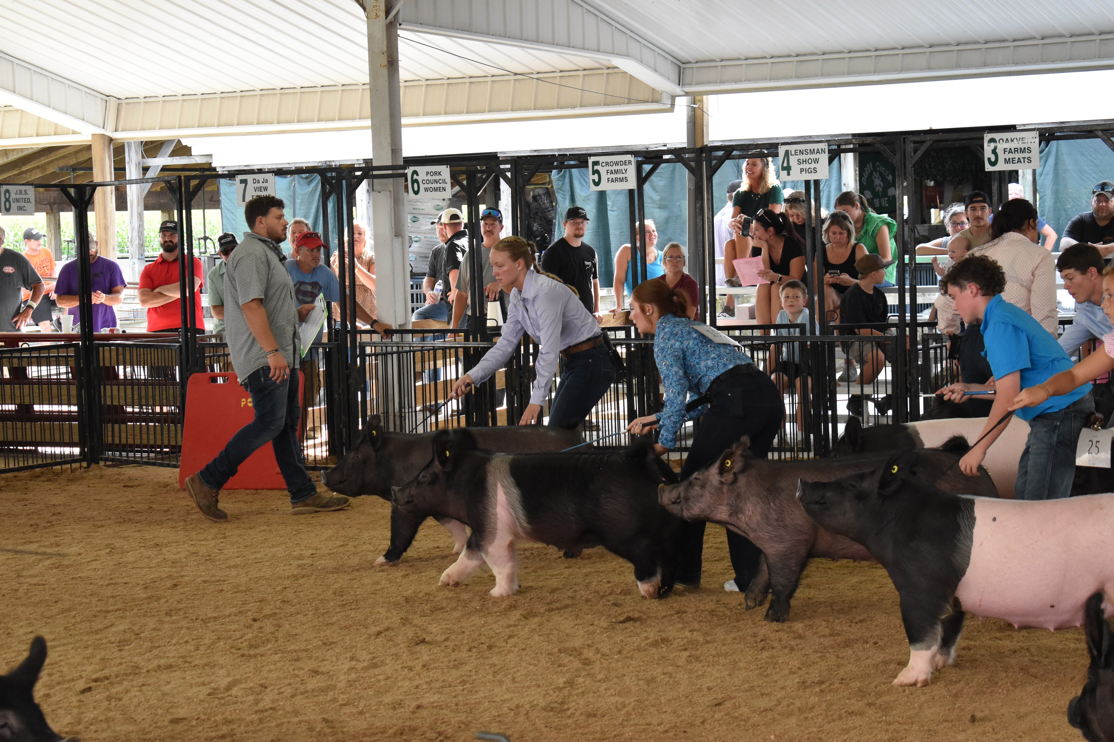 Youth handler showing pig at Champaign County Fair arena