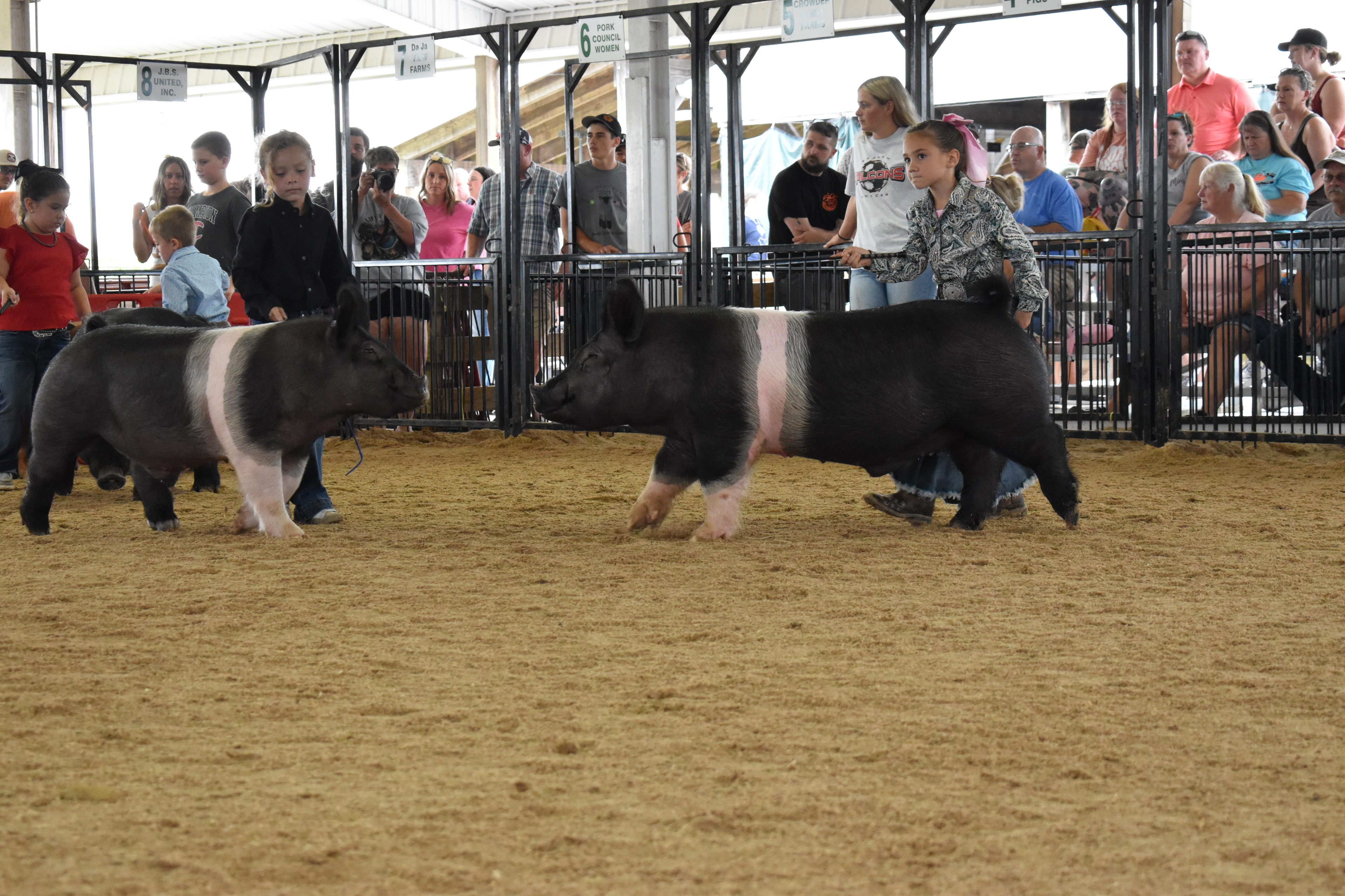 Hampshire cross pig with Duroc in show ring