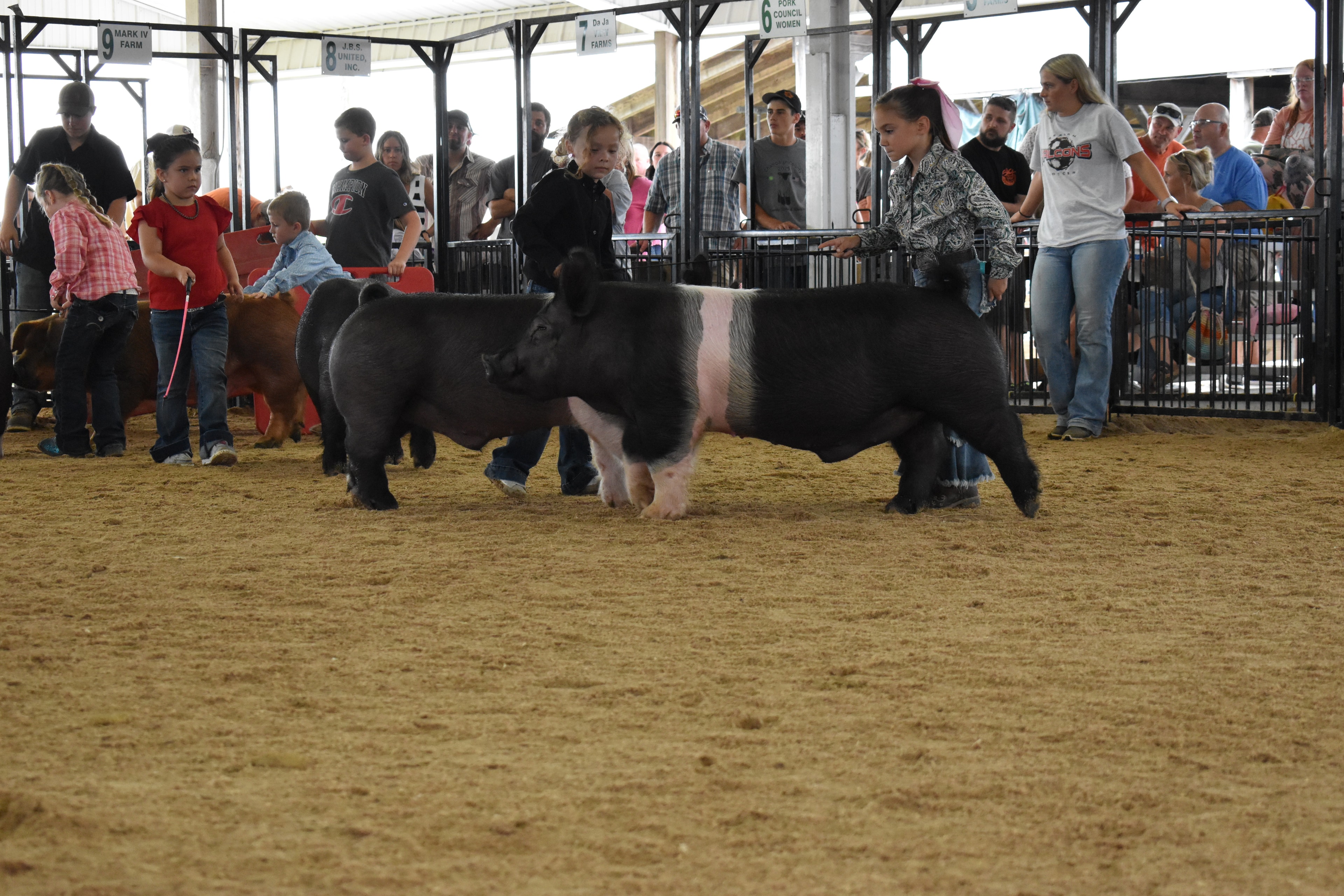 Hampshire cross pig running in show ring with spectators