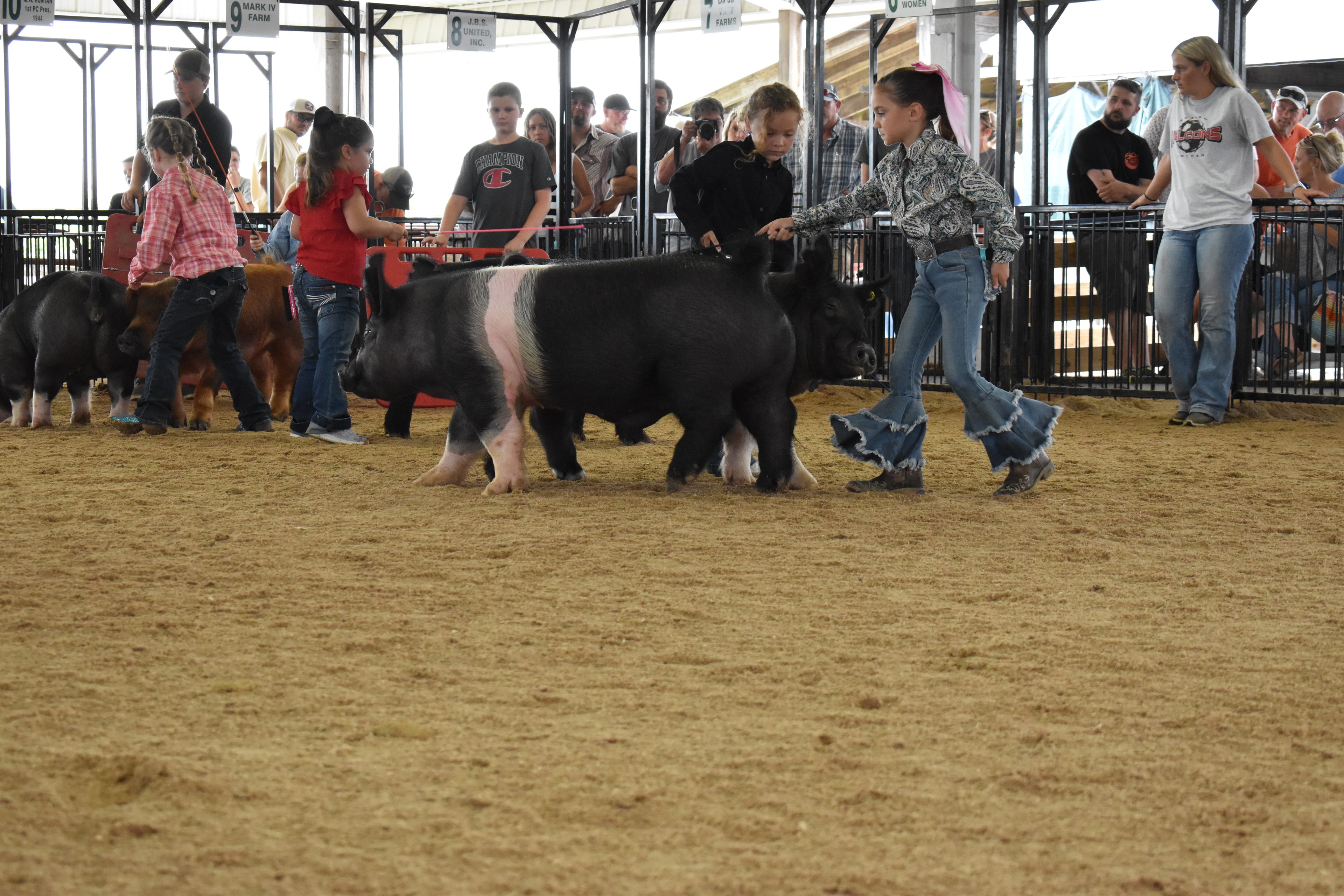 Girl leading Hampshire cross pig in show ring