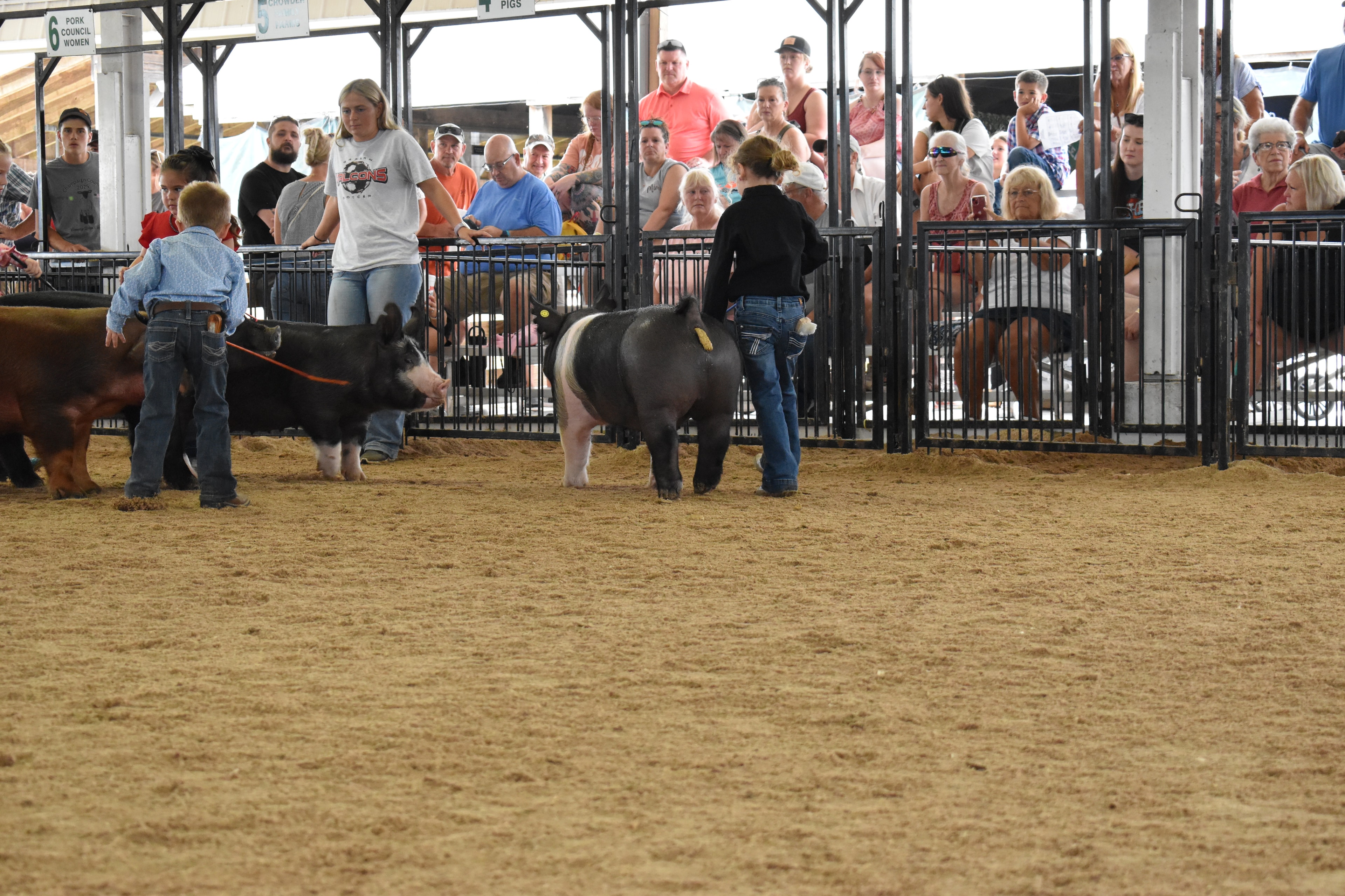 Girl in paisley shirt steering Hampshire cross and Duroc pigs in show ring