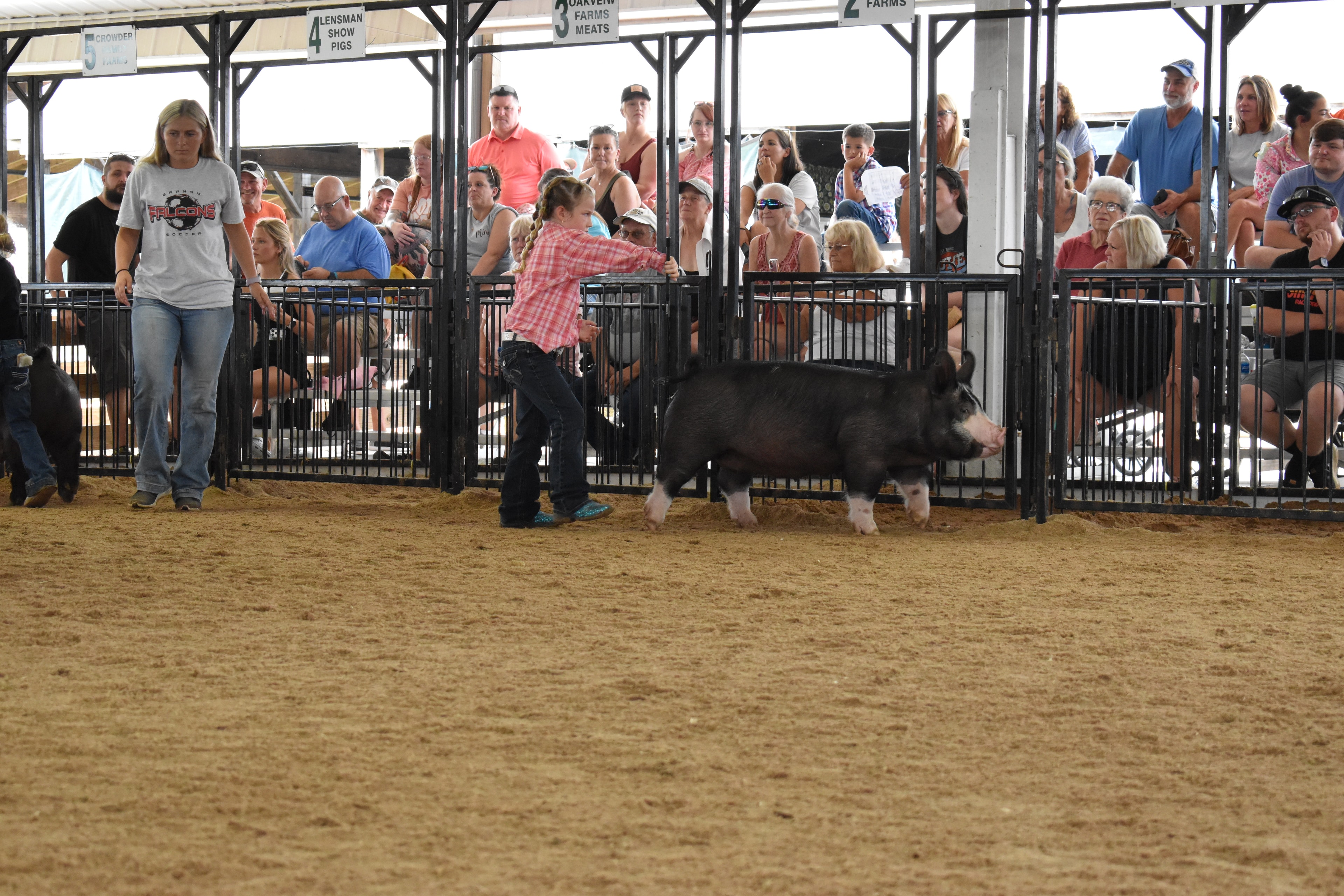Judge in mint green shirt watching exhibitors in Champaign County pig show arena