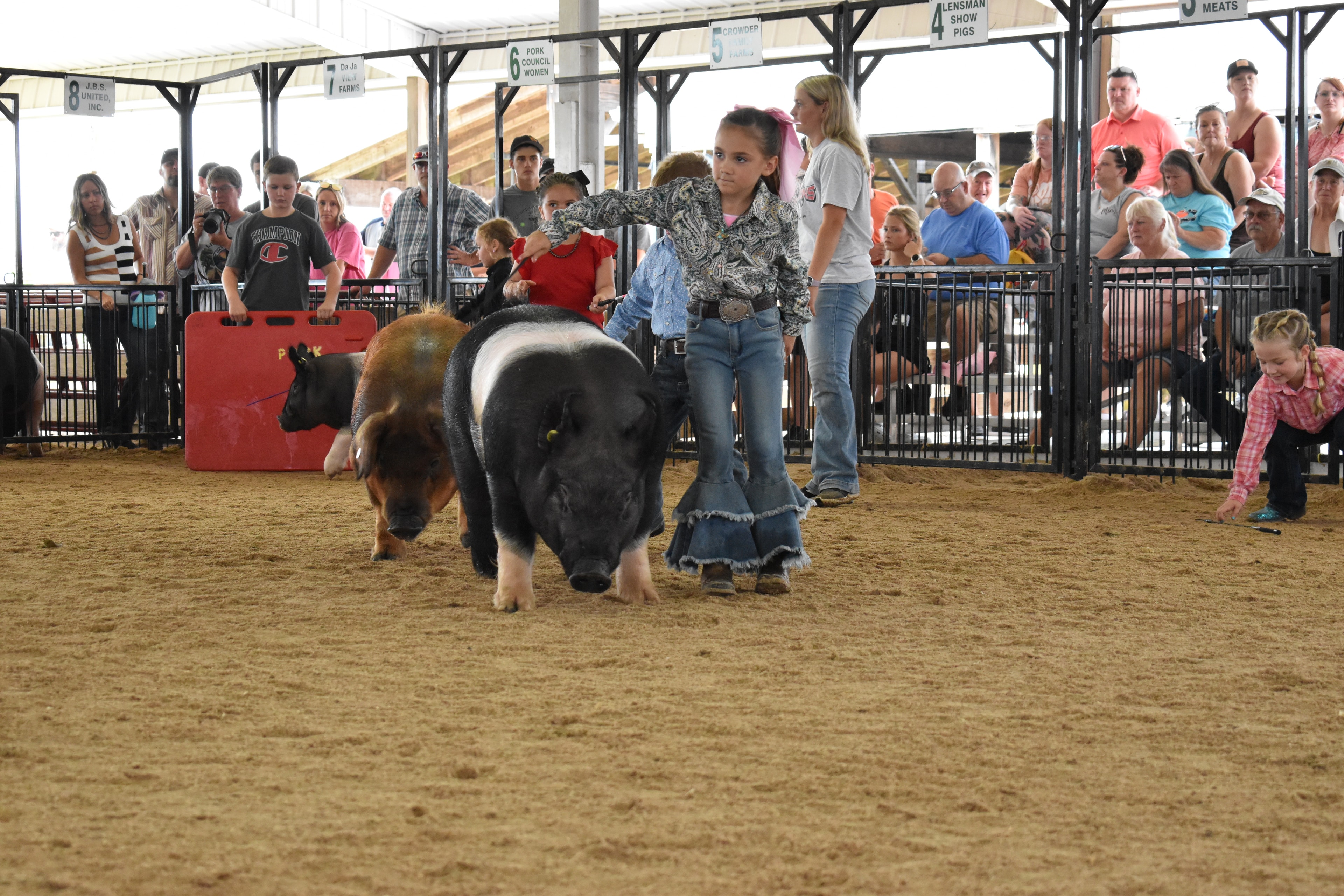 Judge in mint green shirt watching multiple pigs in show ring