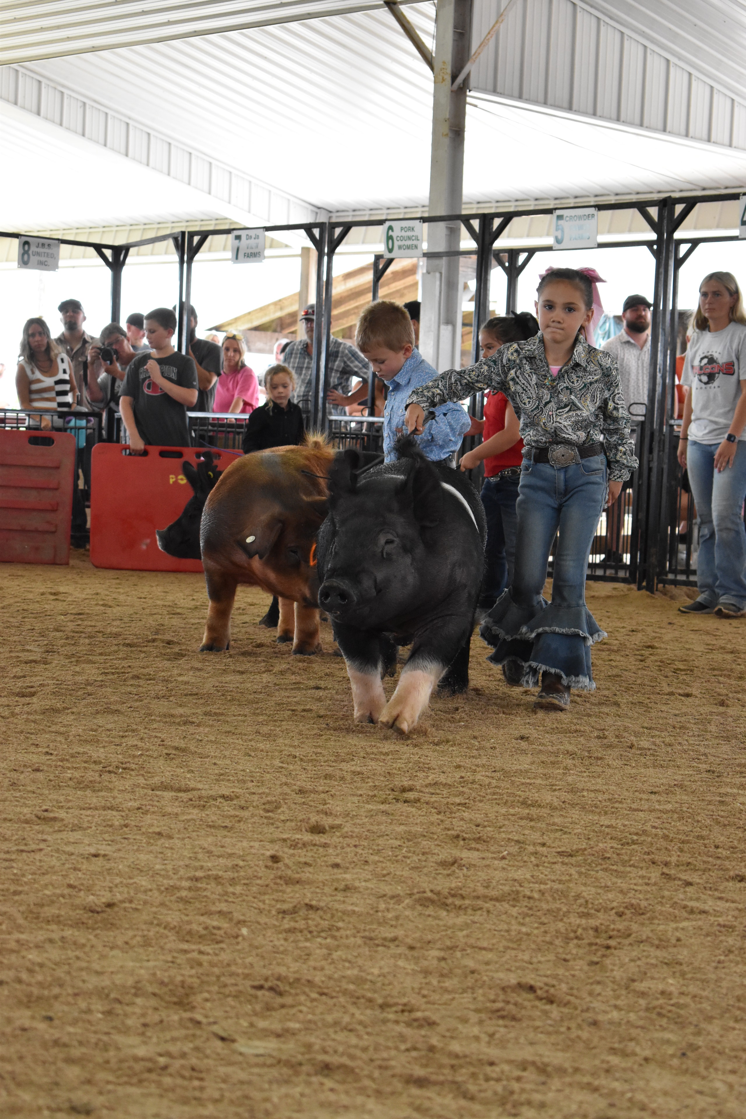 Multiple exhibitors with Hampshire cross and Duroc pigs in show ring