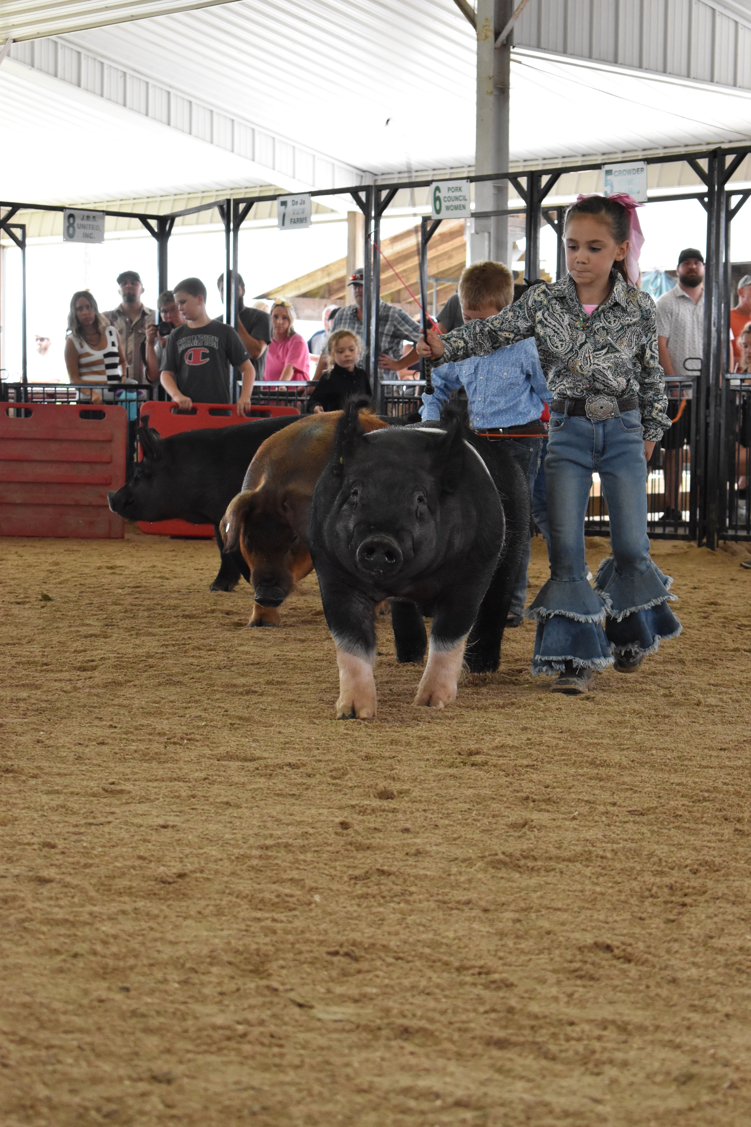 Wide arena shot with judge and multiple pig exhibitors at county fair