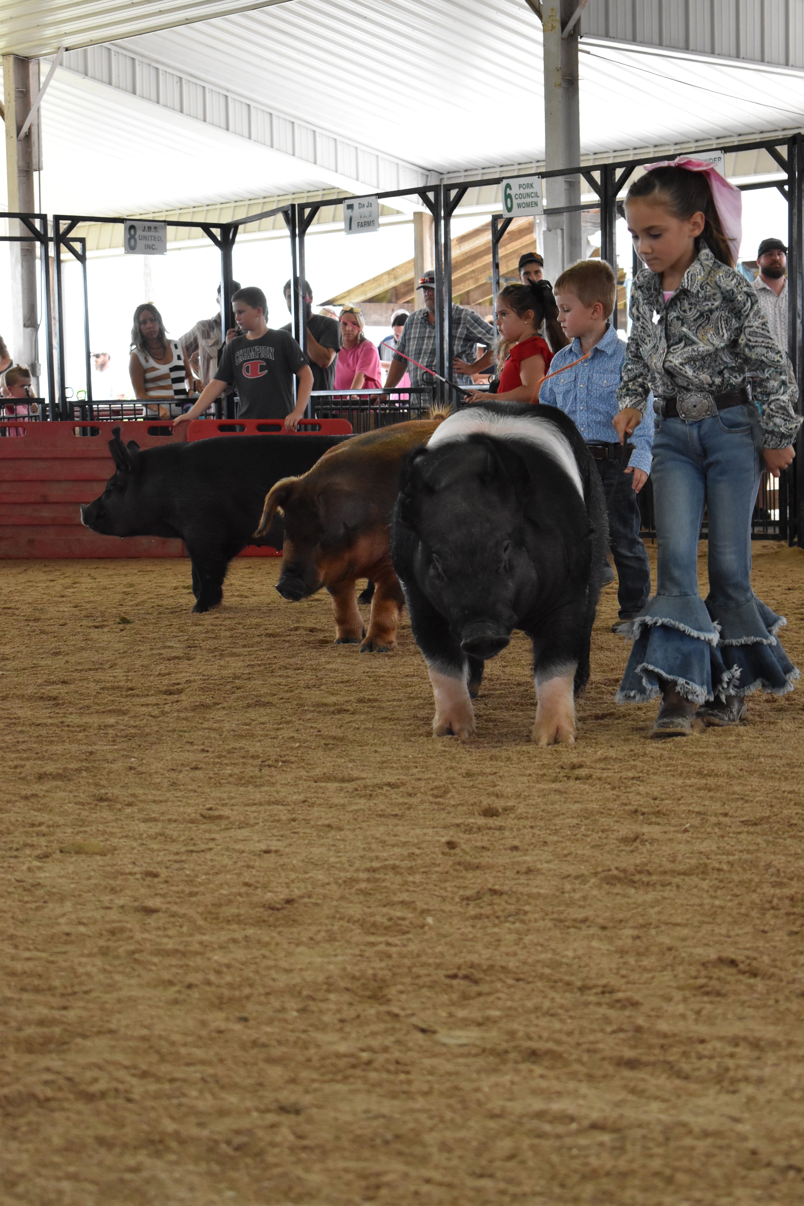 Girl in paisley shirt with Hampshire cross pig charging toward camera