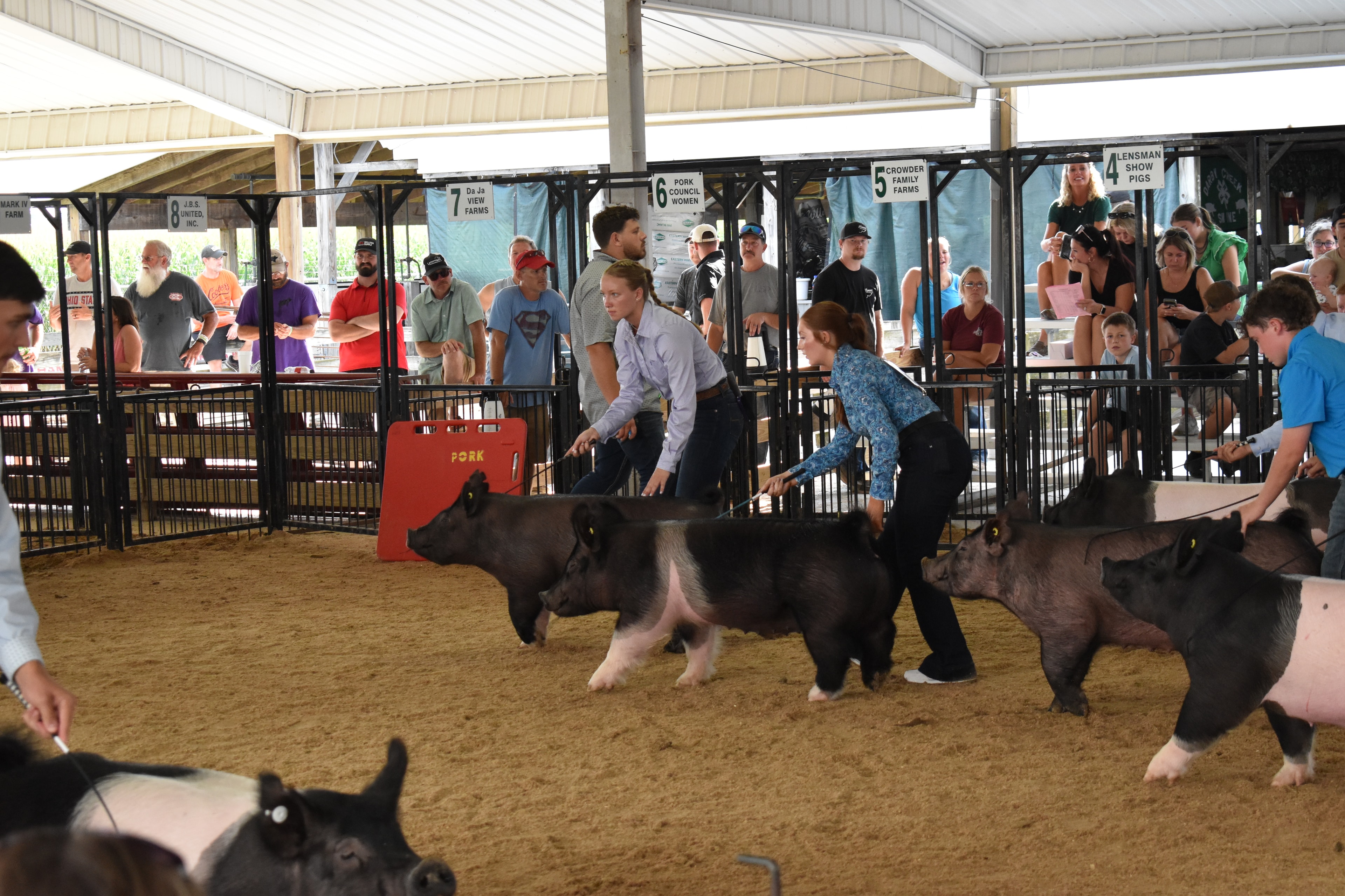 Exhibitor walking pig around the show ring at Champaign County Fair