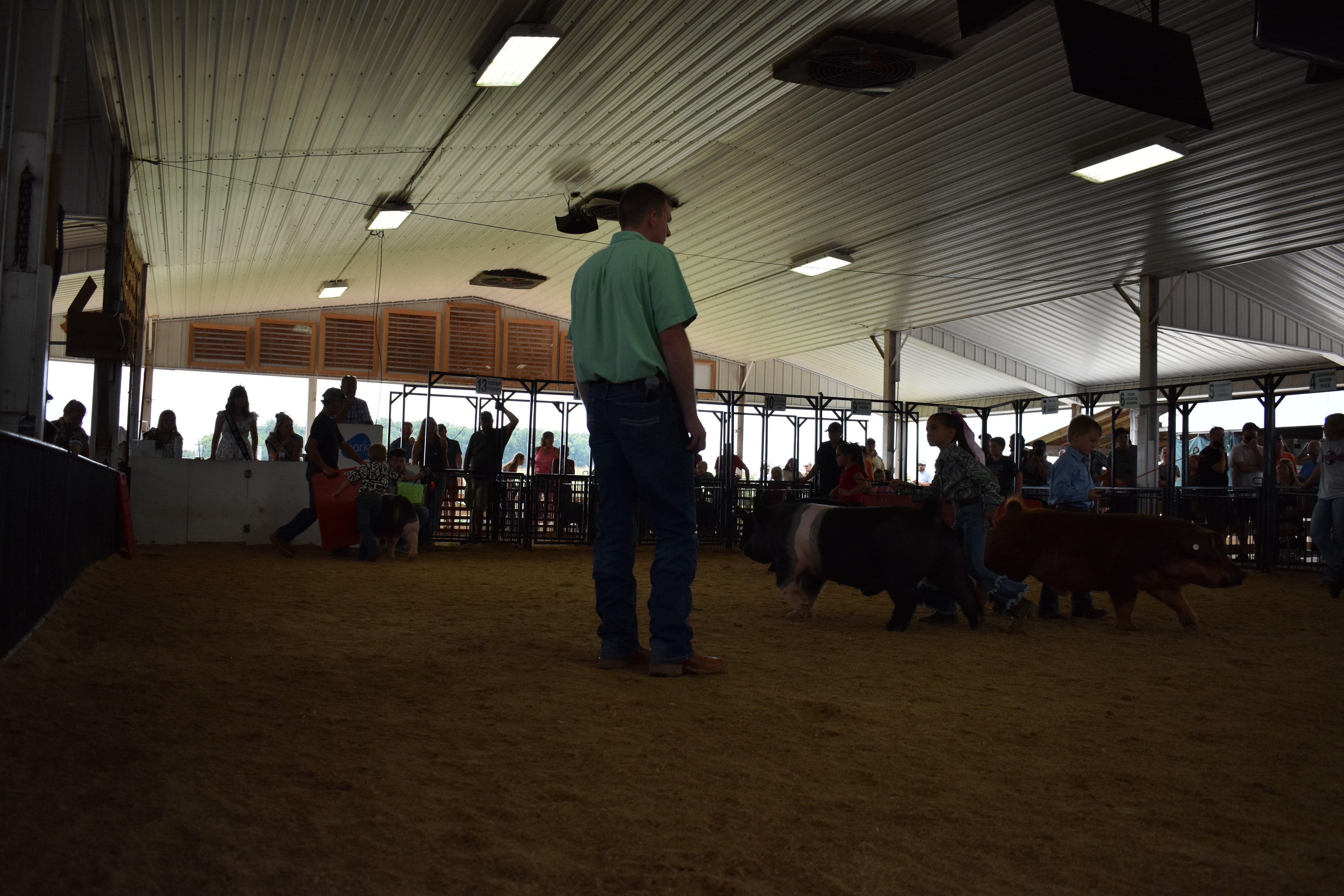 Girl in pink plaid shirt steering large Hampshire cross pig at county fair