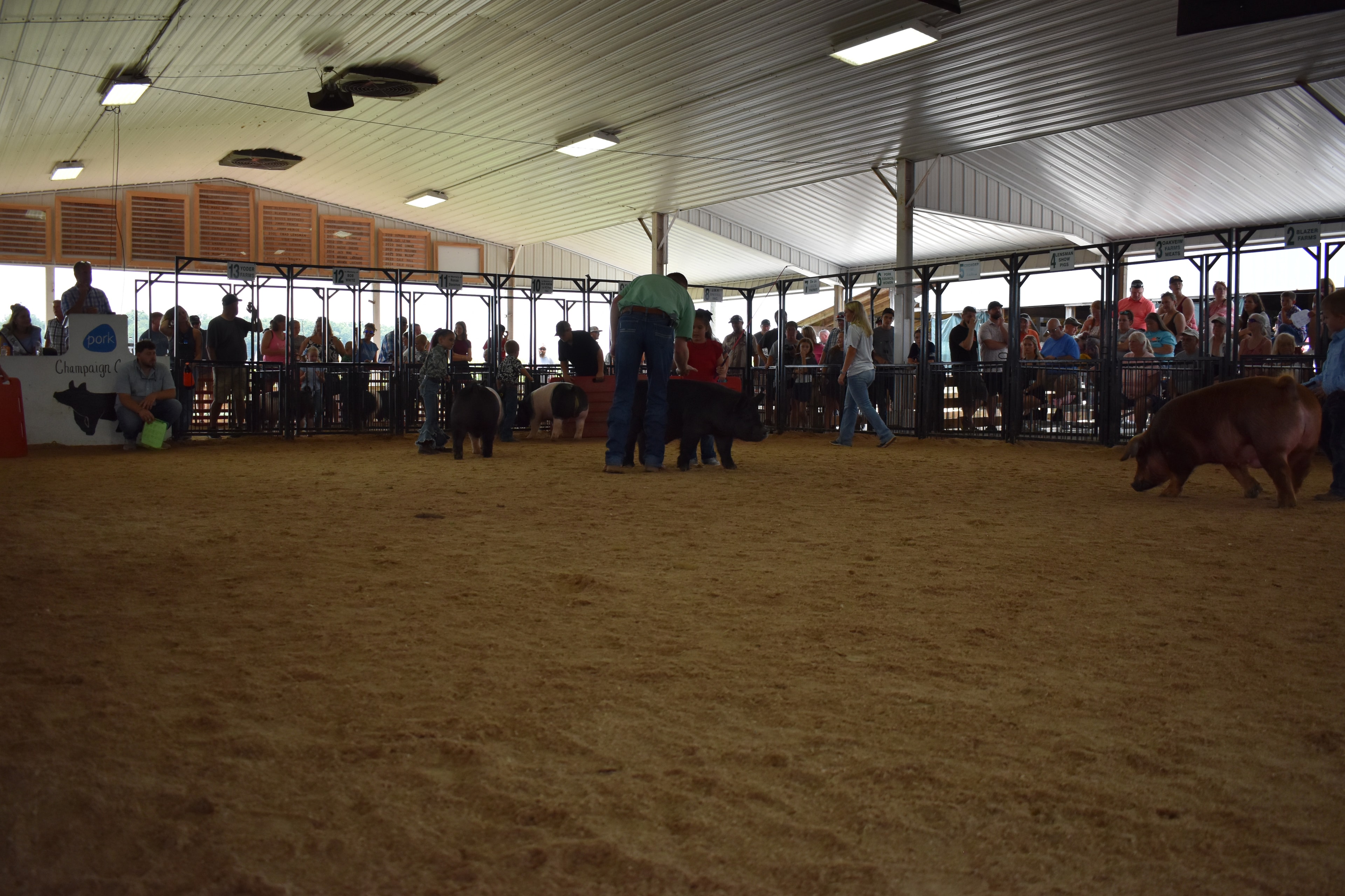 Multiple Hampshire cross pigs in show ring with judge in green shirt and young exhibitors