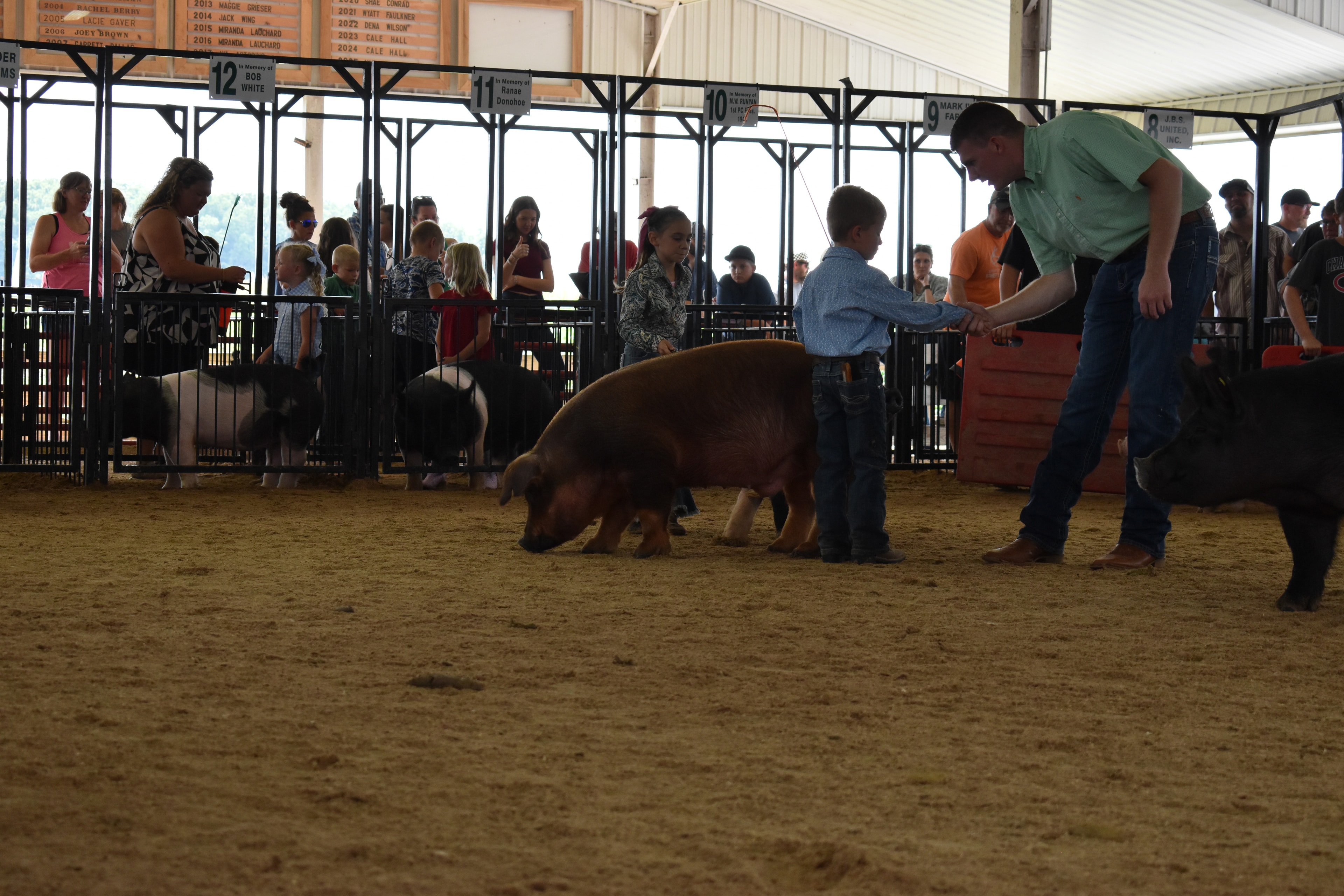 Girl in paisley shirt with pink bow steering large Hampshire cross pig toward camera