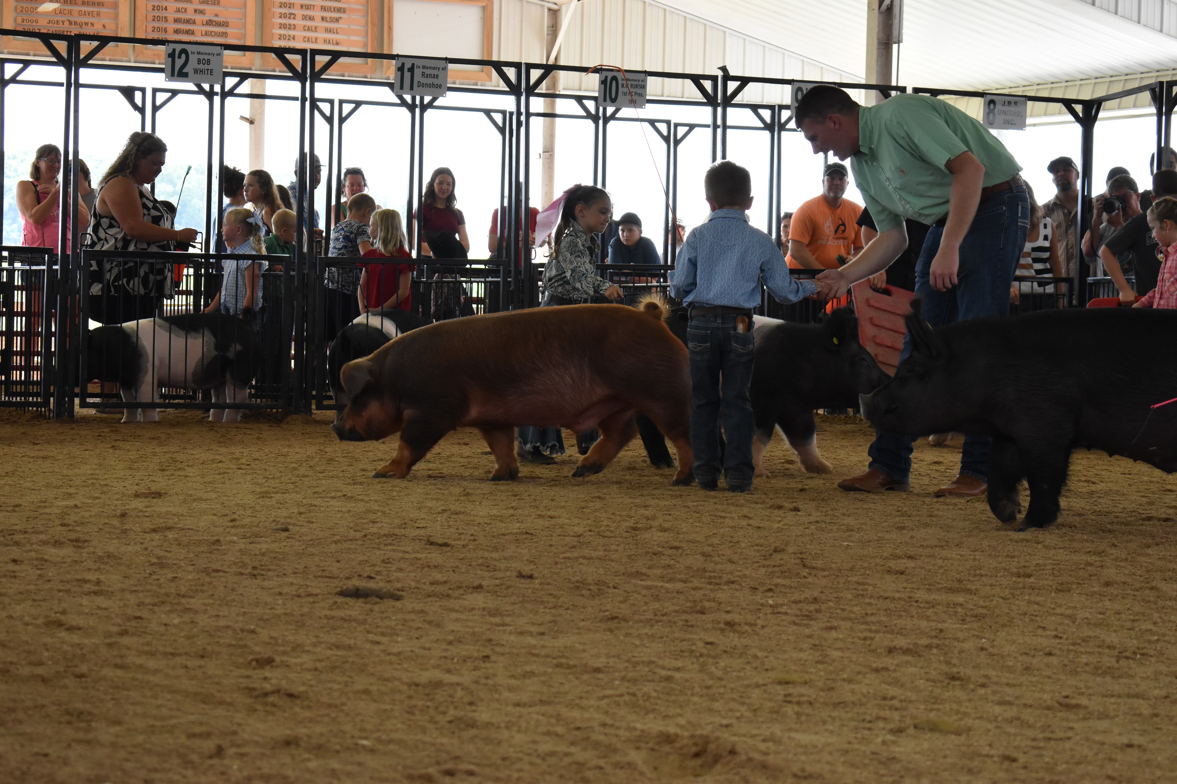 Girl in paisley shirt with pink bow steering Hampshire cross pig with packed grandstands