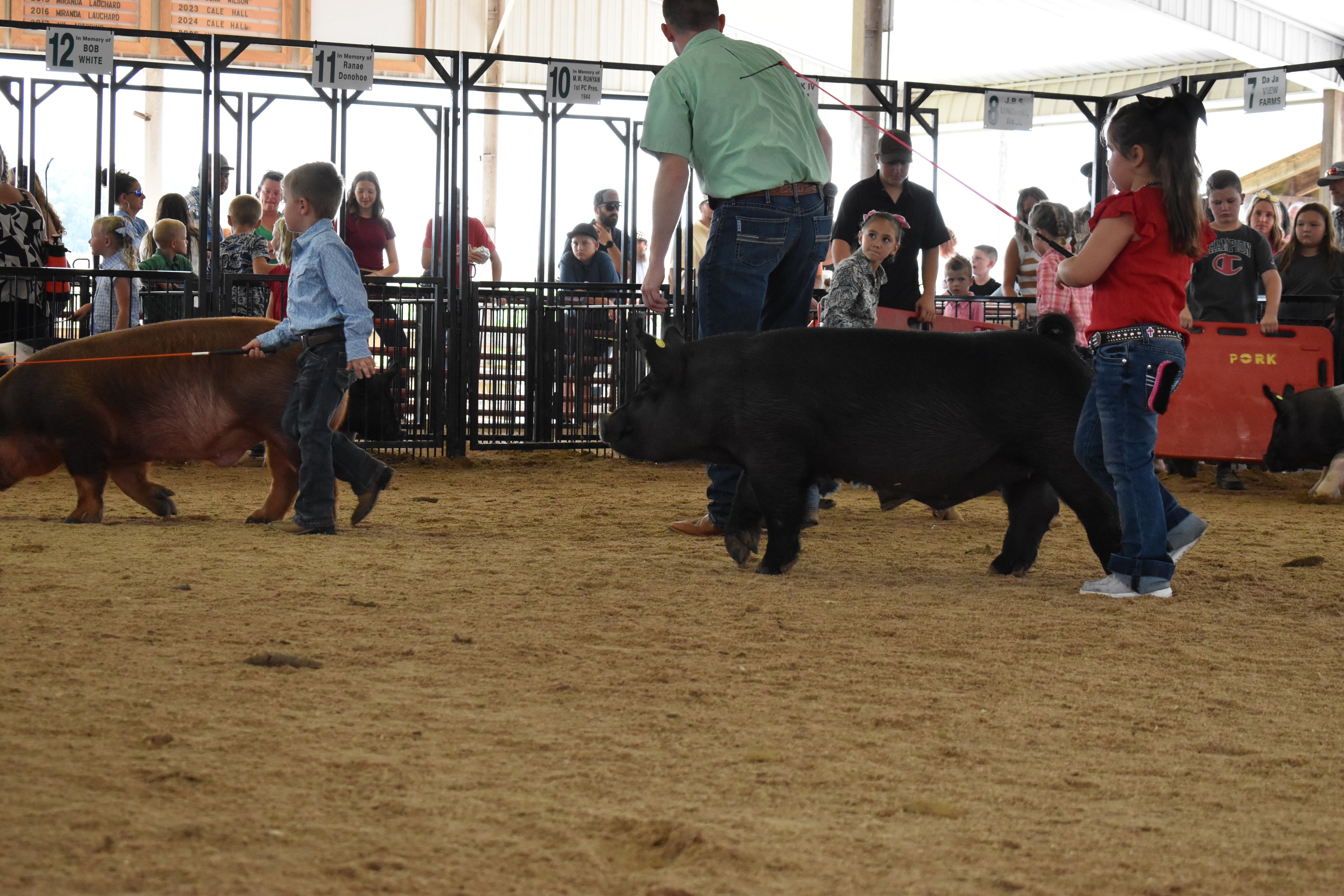 Wide arena shot with Champaign County Pork sign, judge, and multiple pig exhibitors