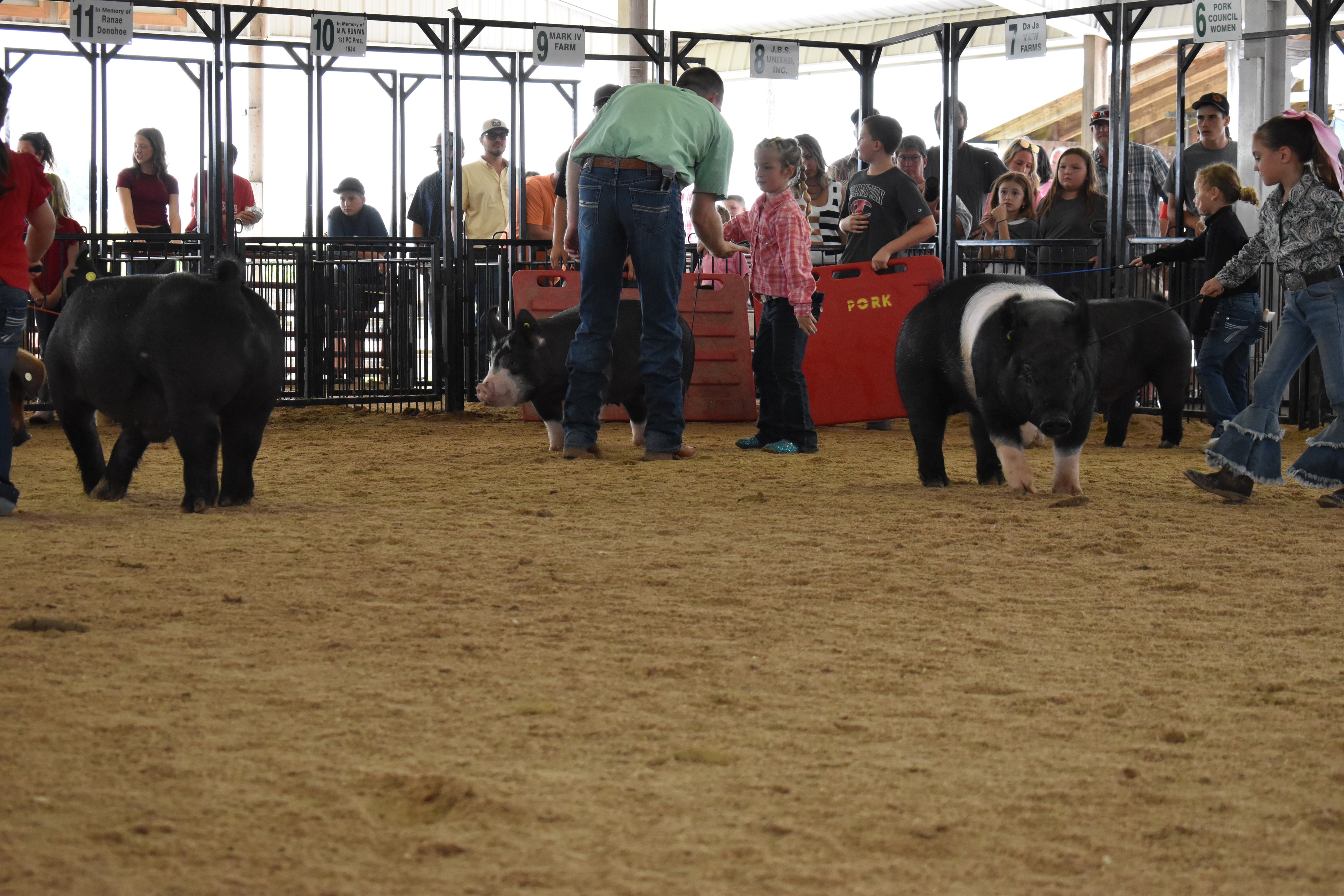 Judge in green shirt coaching boy in blue shirt with Duroc pig at county fair