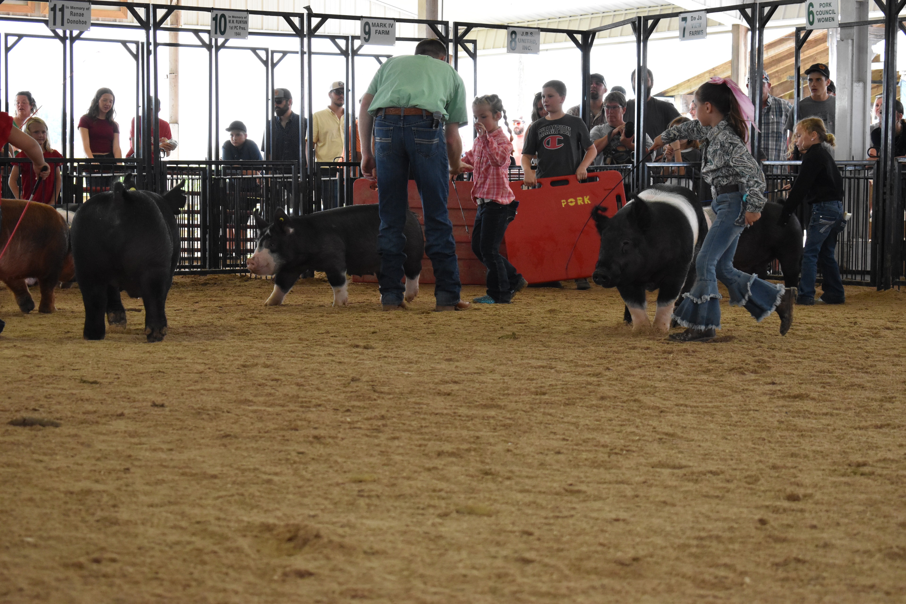 Judge in green shirt coaching boy in blue shirt with large Duroc pig