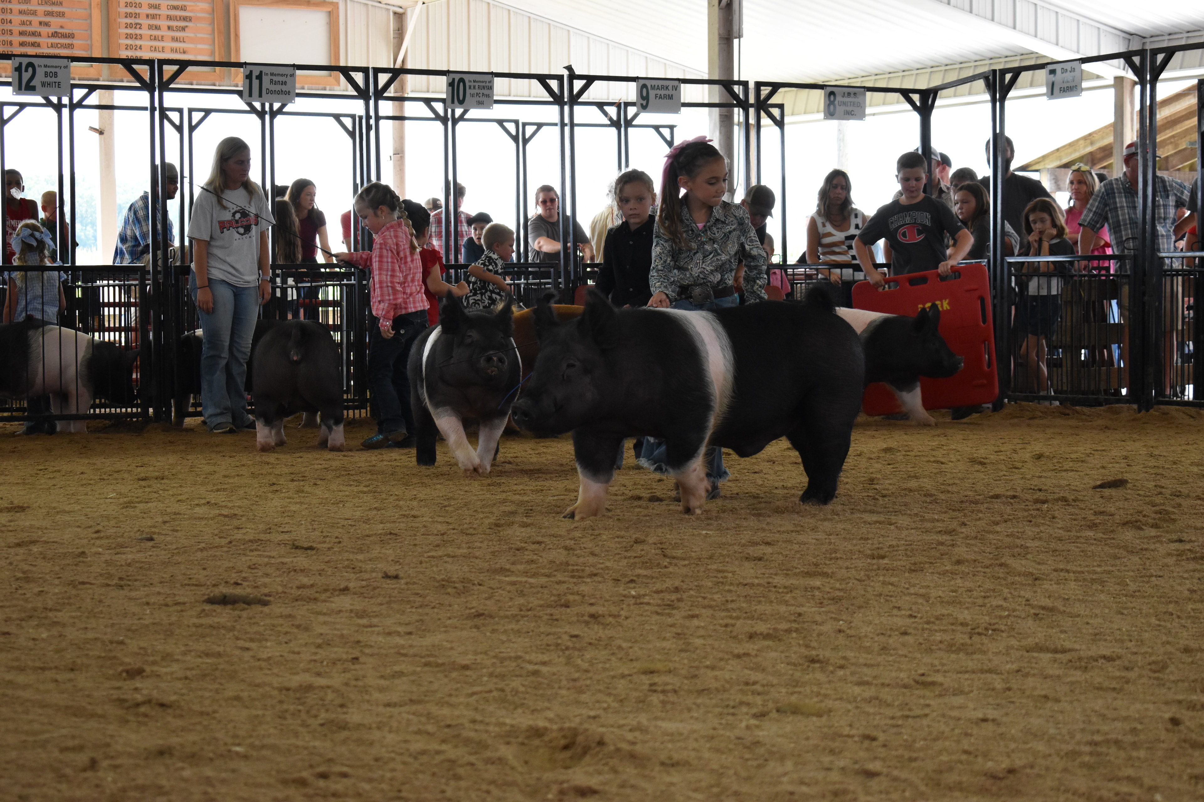 Boy in blue shirt steering Duroc pig and girl in red top steering black pig in show ring
