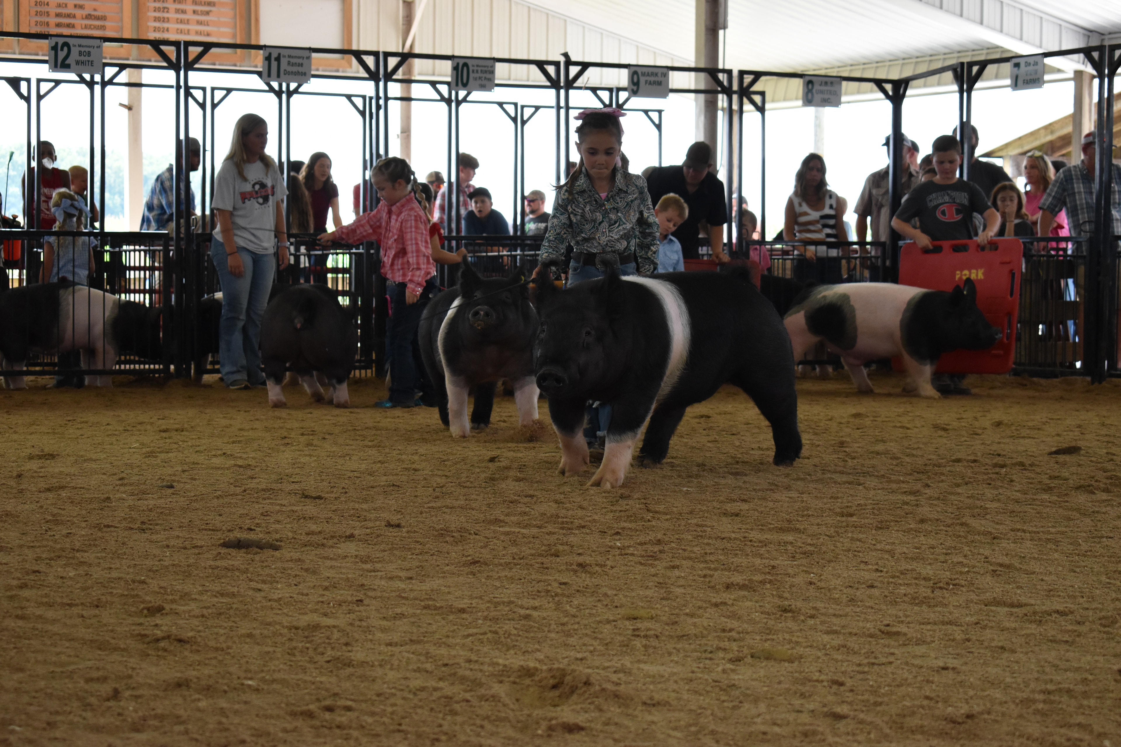 Judge in green shirt coaching boy in blue shirt with large Duroc pig and black pig nearby