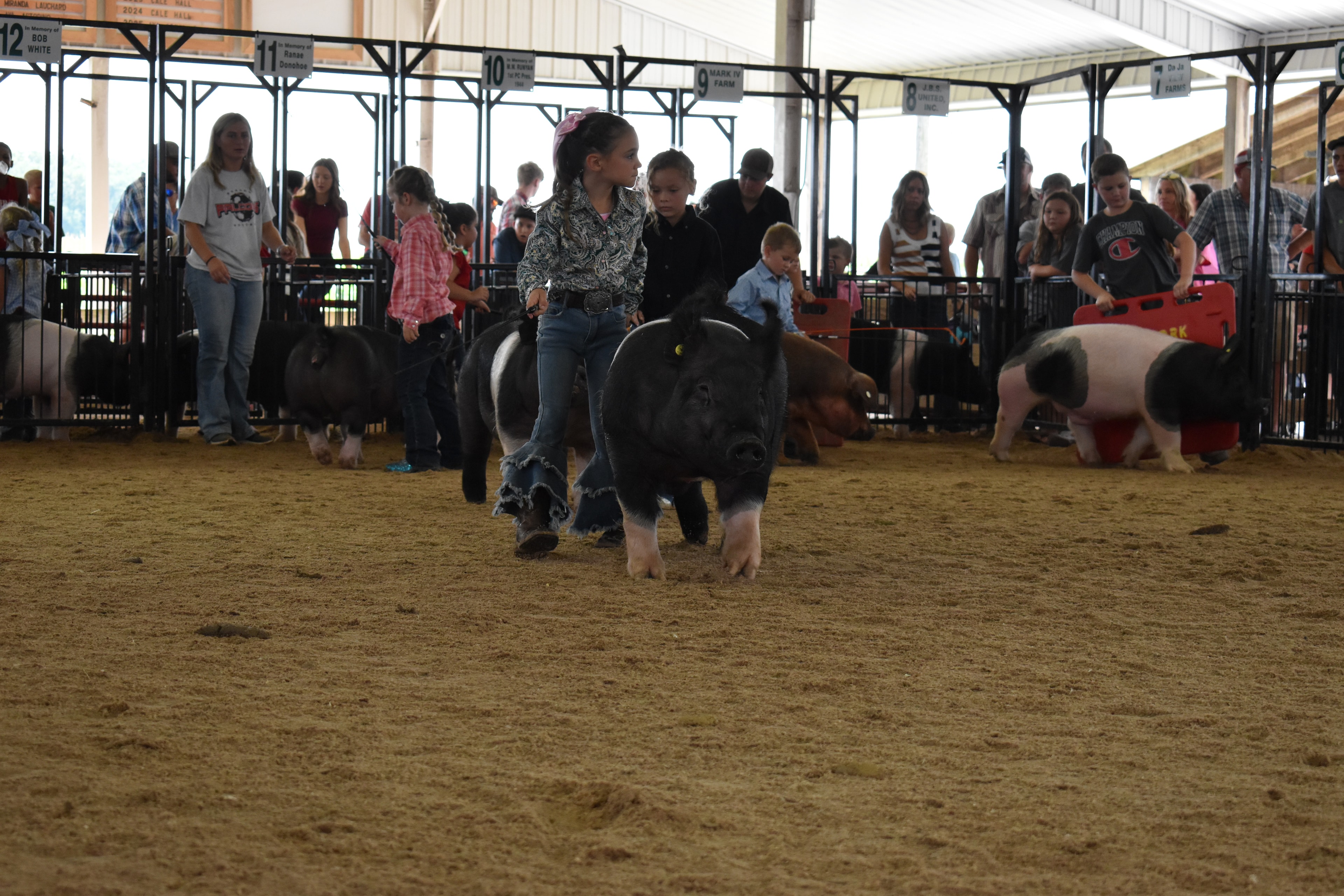 Judge in green shirt coaching boy in blue shirt with large Duroc pig charging forward