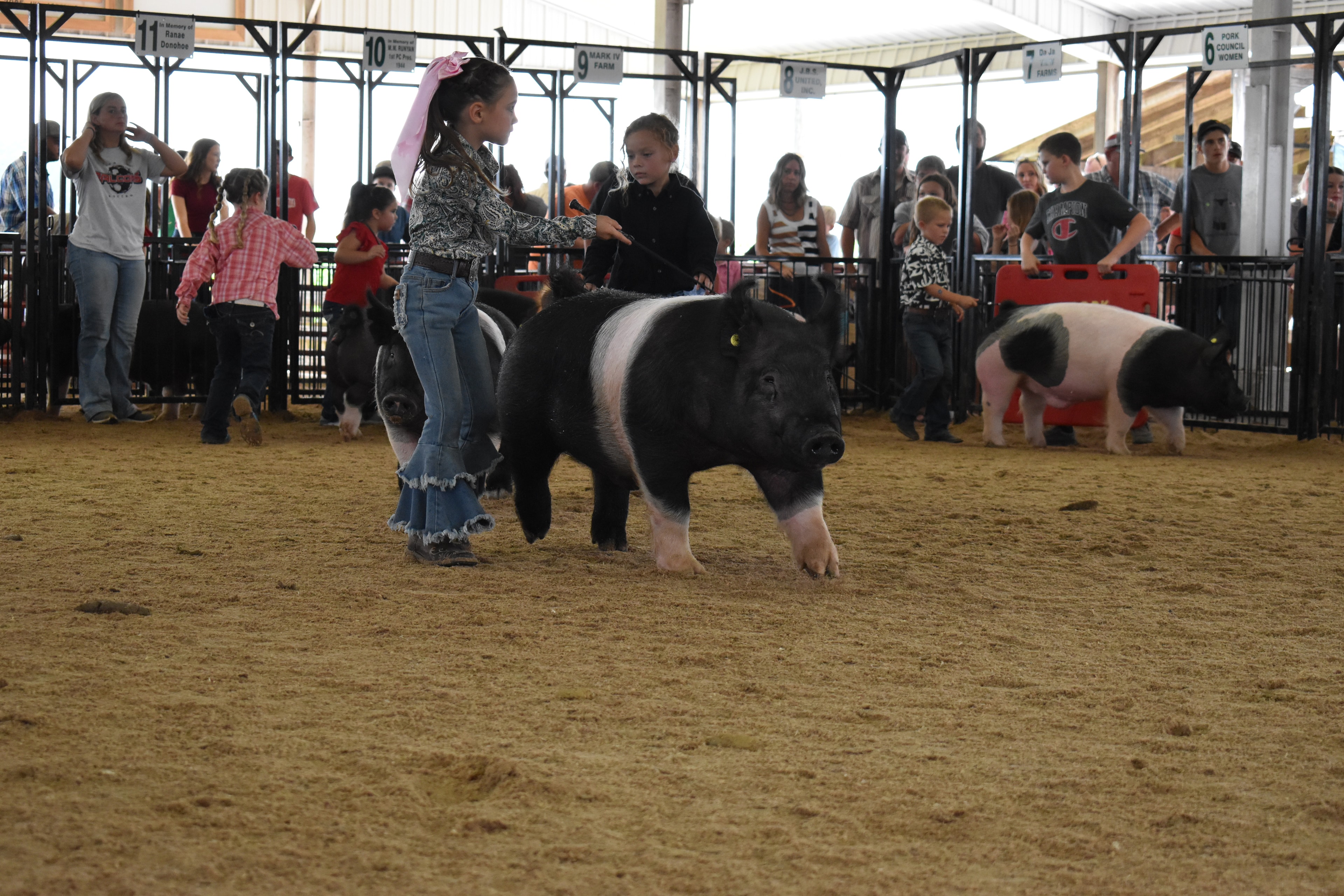 Girl in paisley shirt with pink bow steering large Hampshire cross pig toward camera with packed grandstands