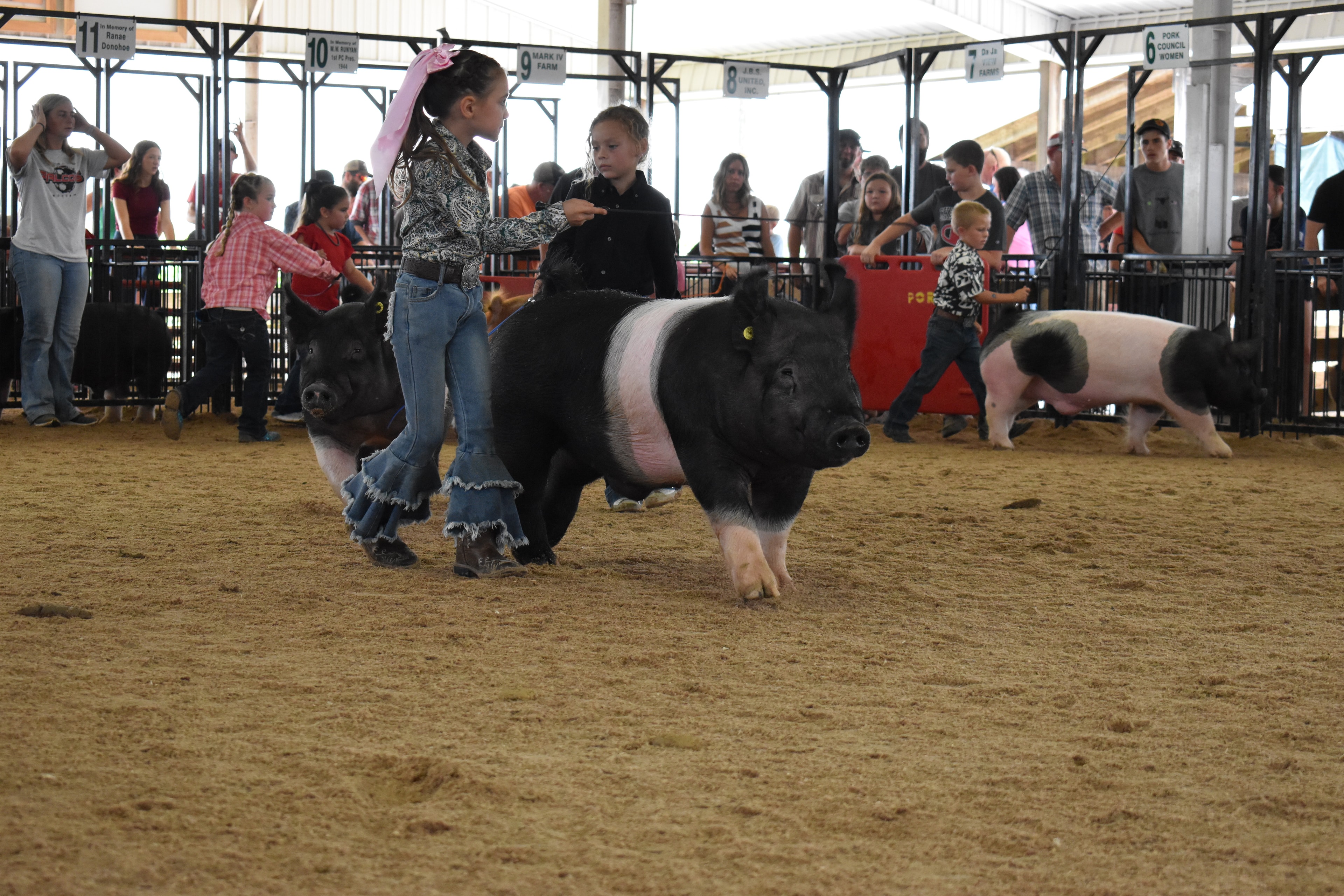 Girl in paisley shirt with pink bow steering Hampshire cross pig in show ring with judge at microphone