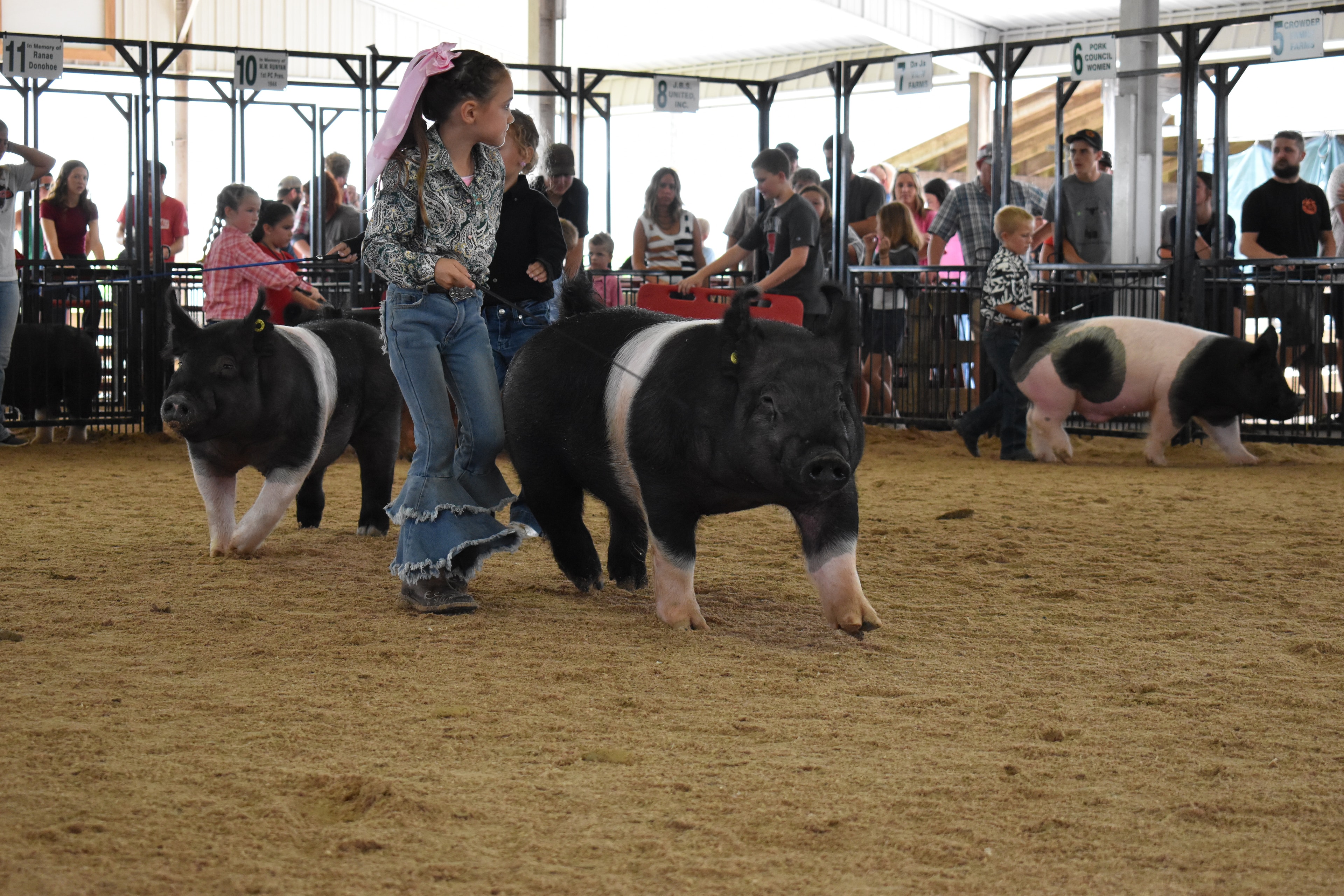 Girl in paisley shirt steering two Hampshire cross pigs past Blazer Farms and Mark Sommers sponsor pens