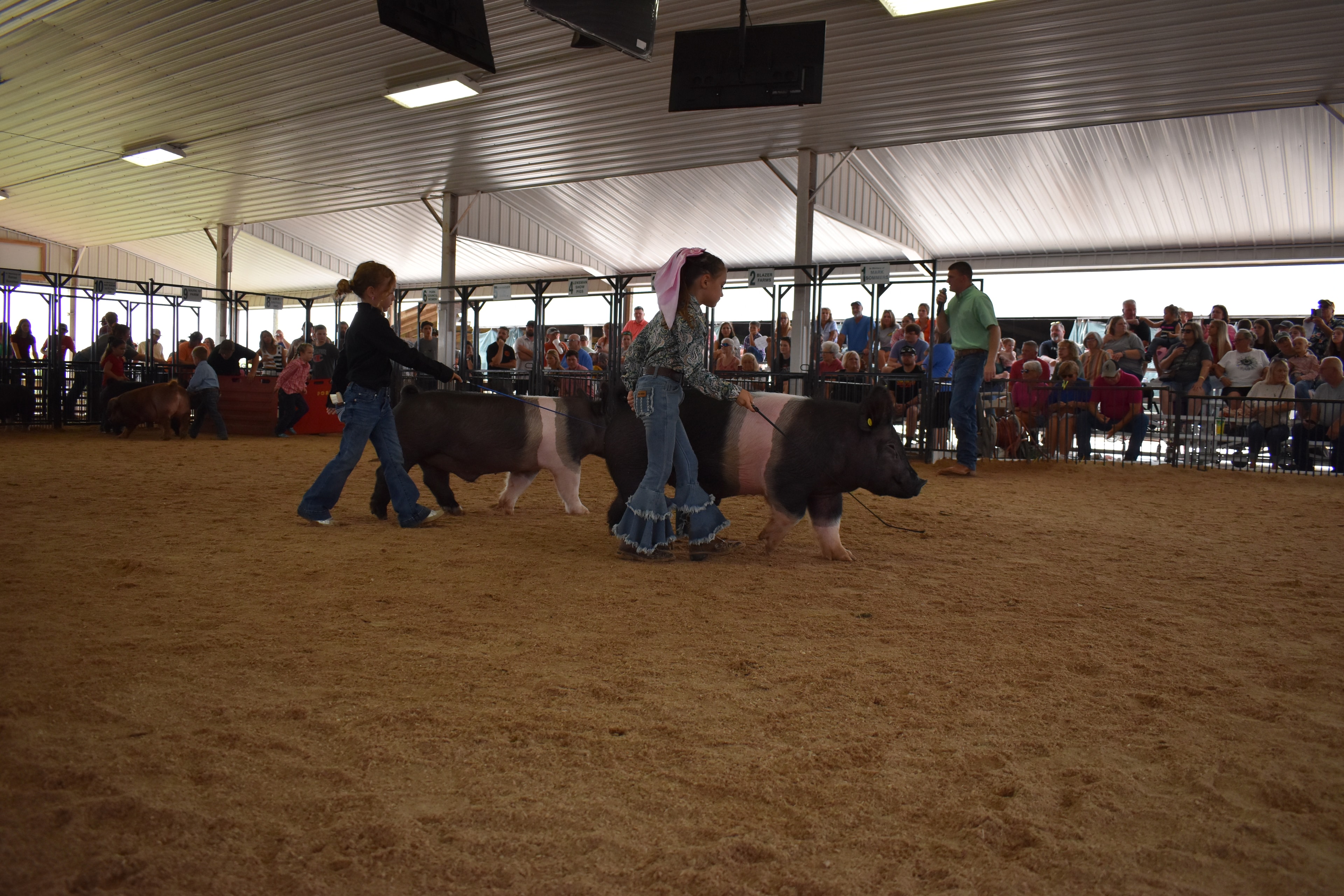 Small boy in blue shirt steering large Duroc pig with two girls steering black Hampshire cross pigs behind