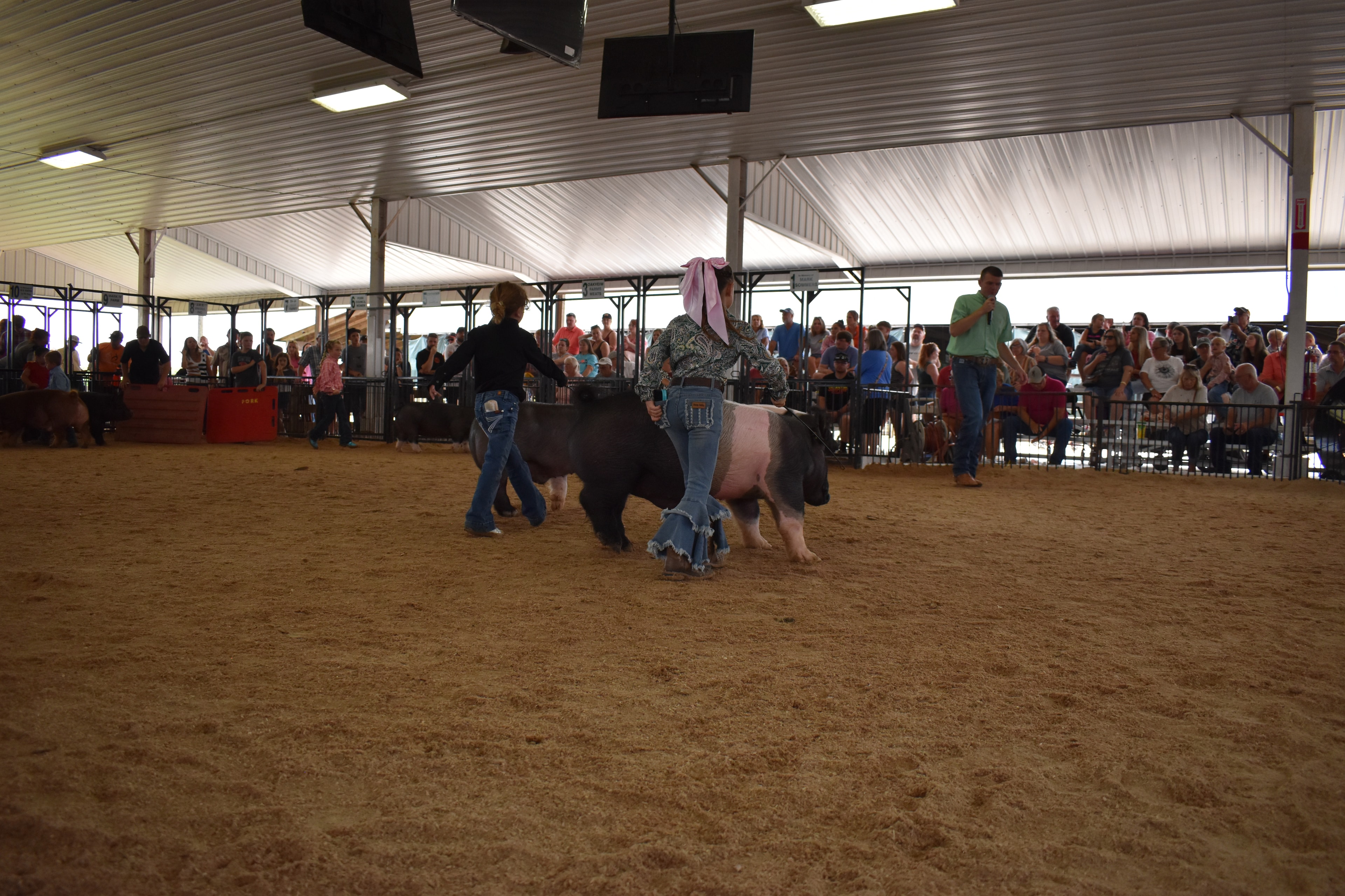 Girl in paisley shirt steering Hampshire cross pig with boy in blue shirt and Duroc pig in background