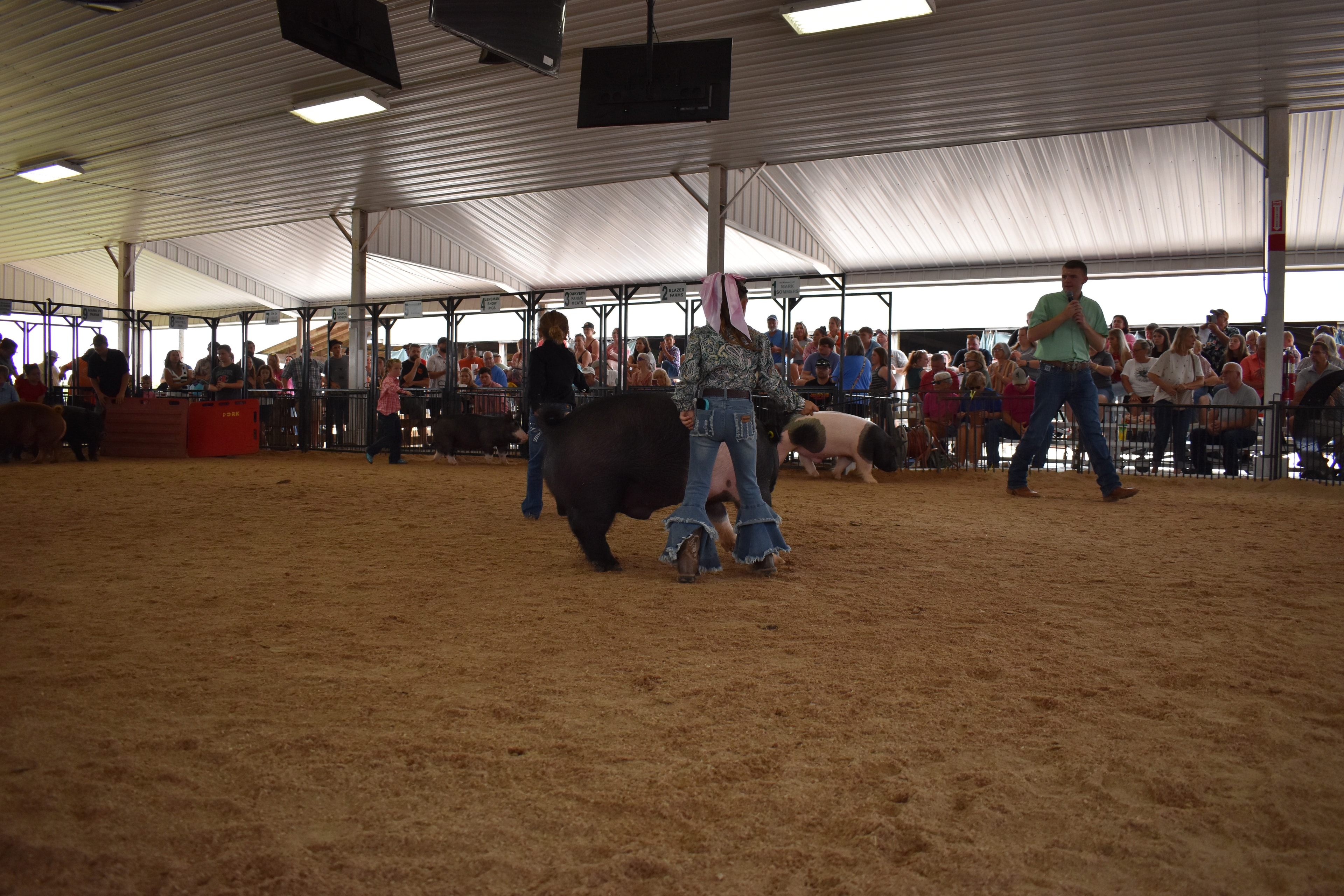 Girl in paisley shirt with pink bow steering Hampshire cross pig facing camera in show ring