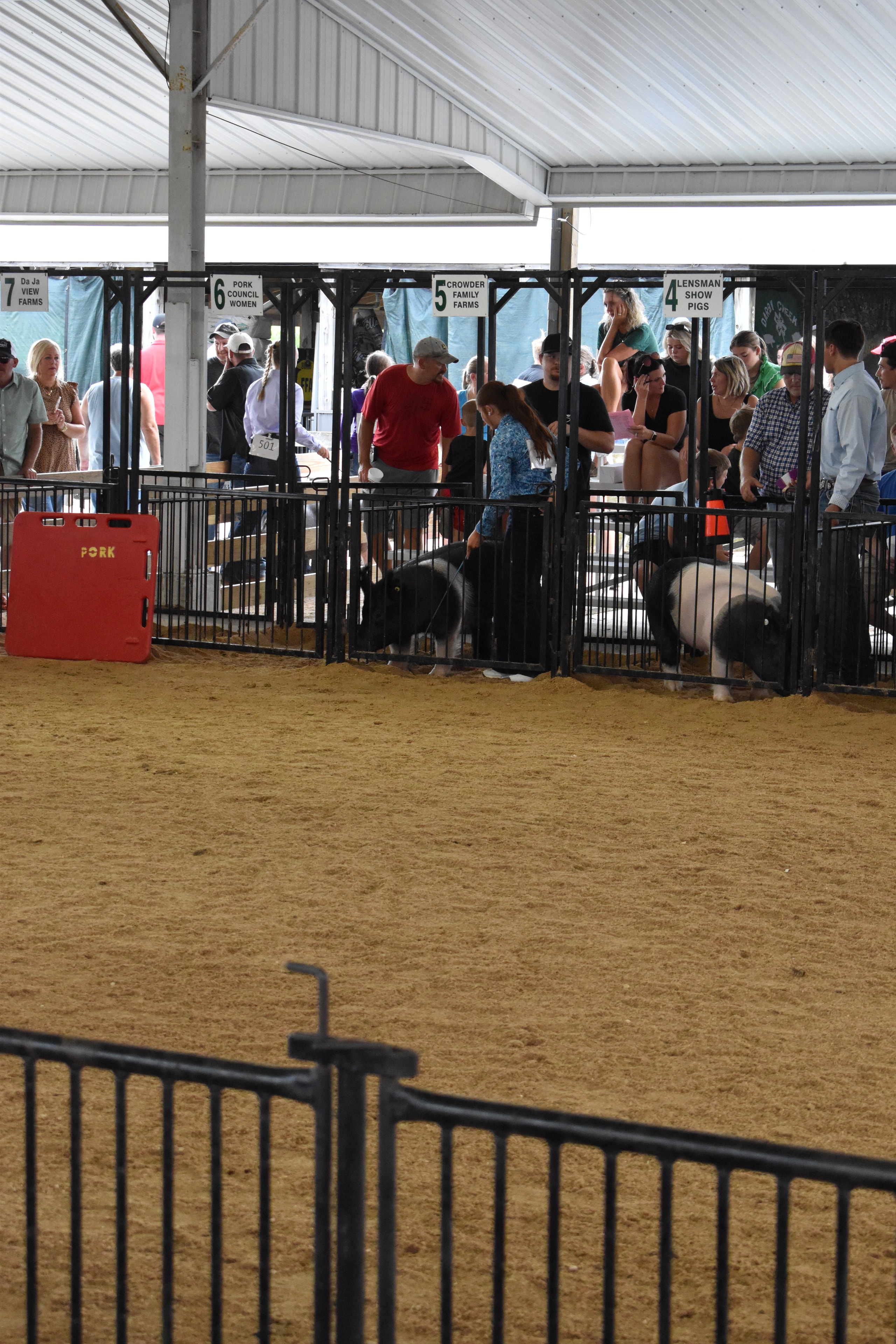 Crowd watching pig show from sponsor bleacher pens at Champaign County Fair