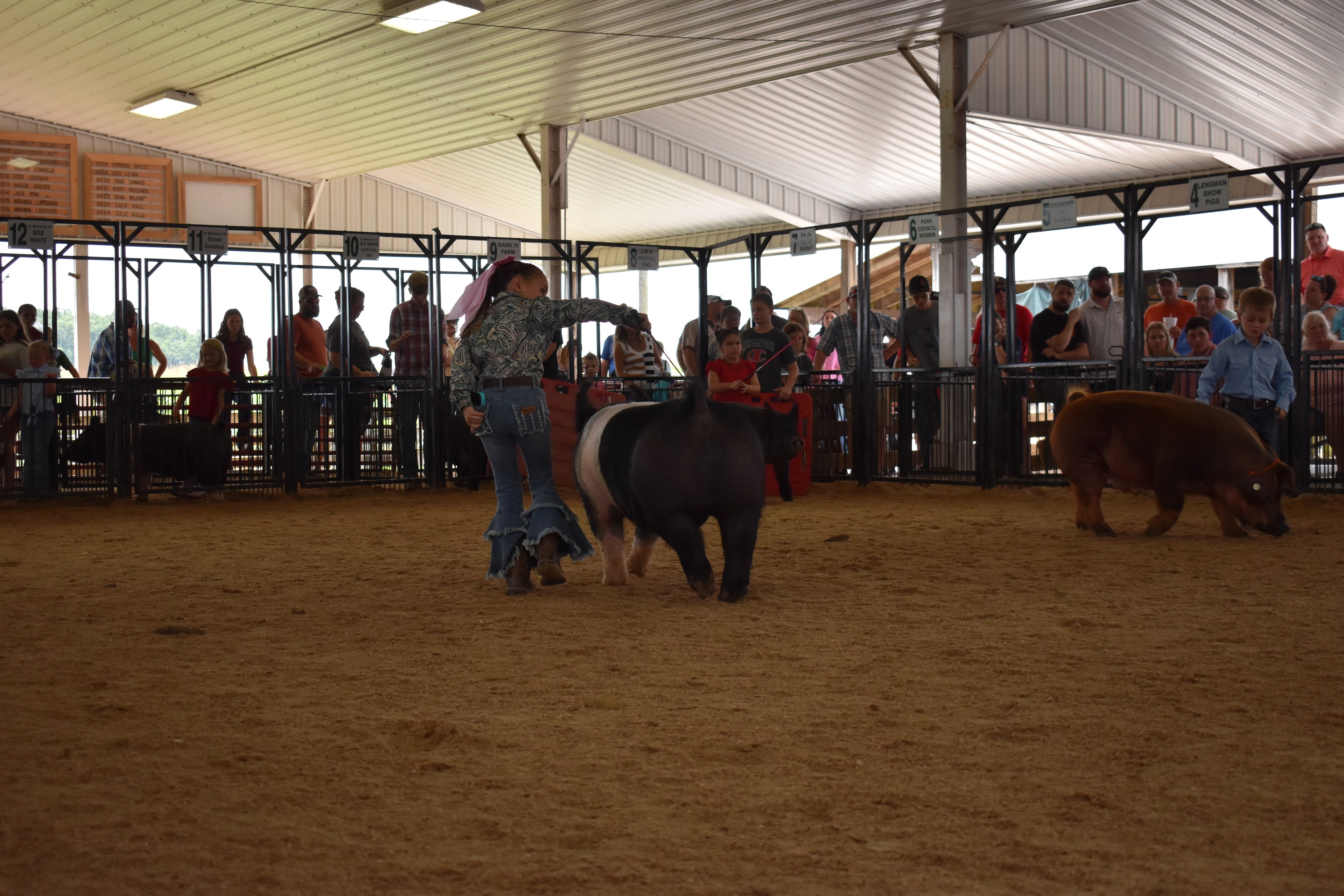 Girl in paisley shirt with pink bow steering two Hampshire cross pigs in busy show ring
