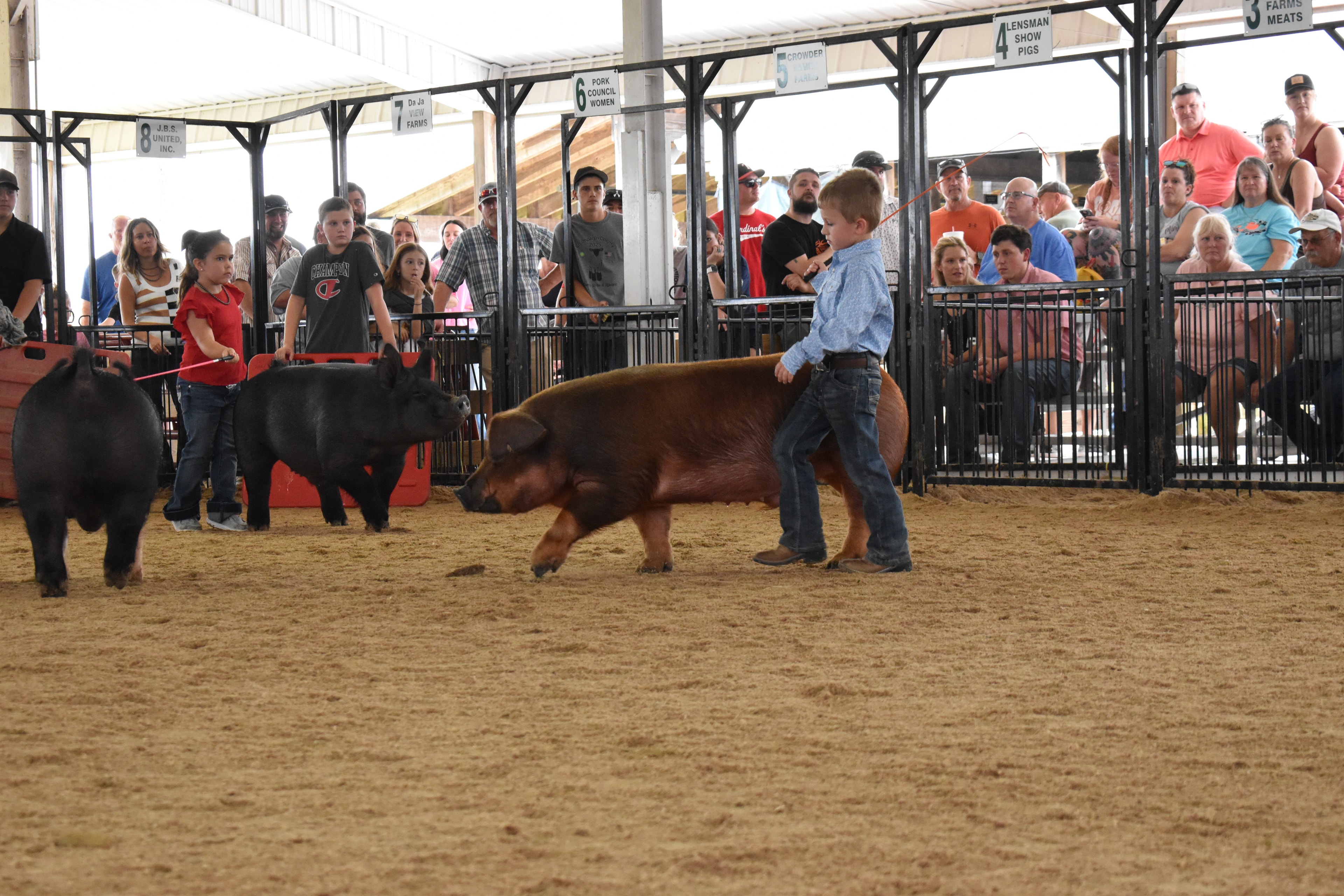 Girl in black shirt and girl in paisley shirt steering Hampshire cross pigs side by side in show ring