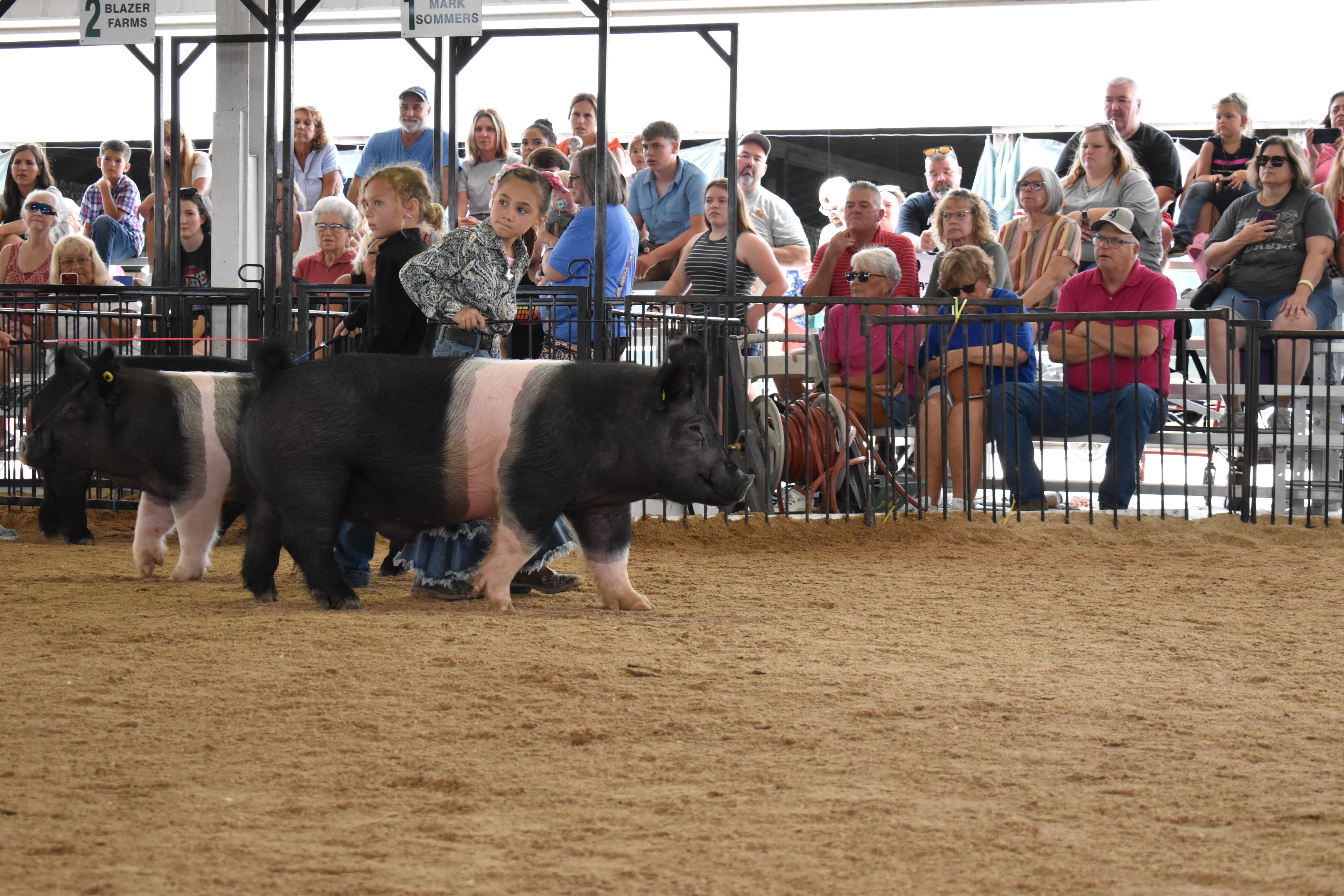 Girl in black shirt and girl in paisley shirt steering Hampshire cross pigs with judge at microphone in background