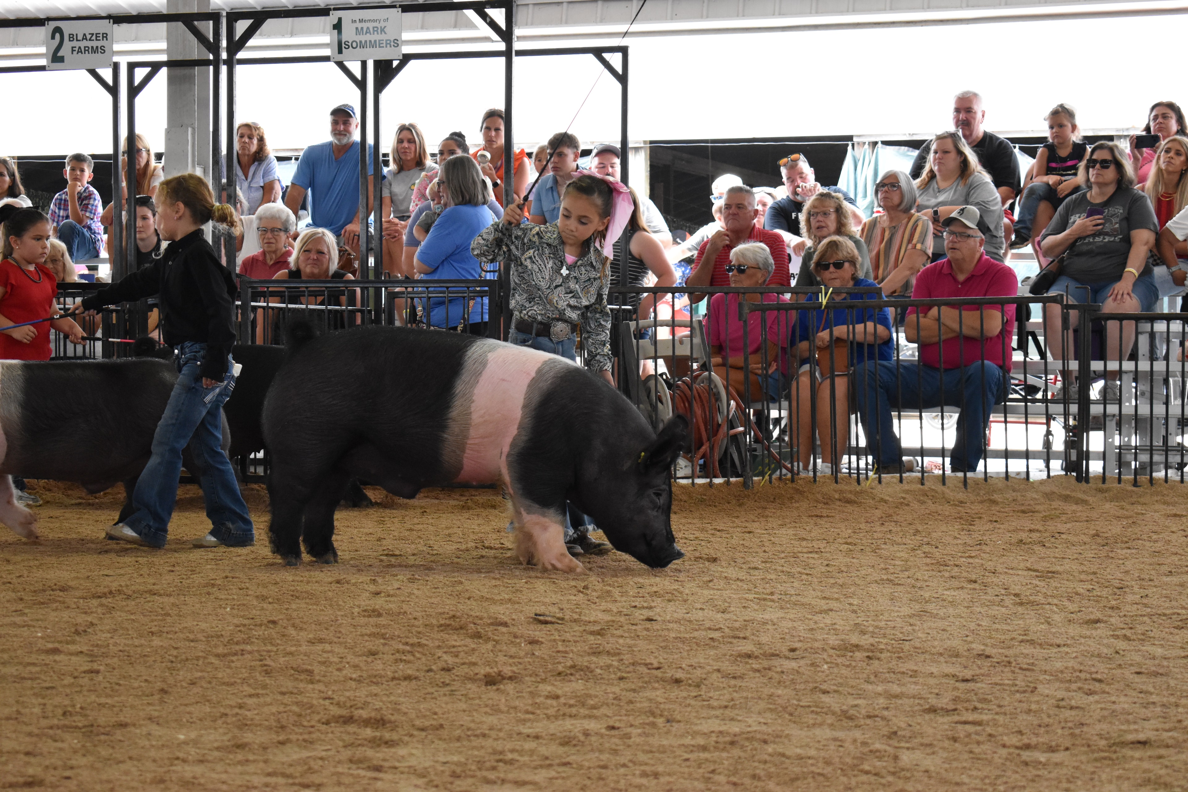 Girl in black shirt steering large Hampshire cross pig toward camera with girl in pink plaid shirt and second pig behind