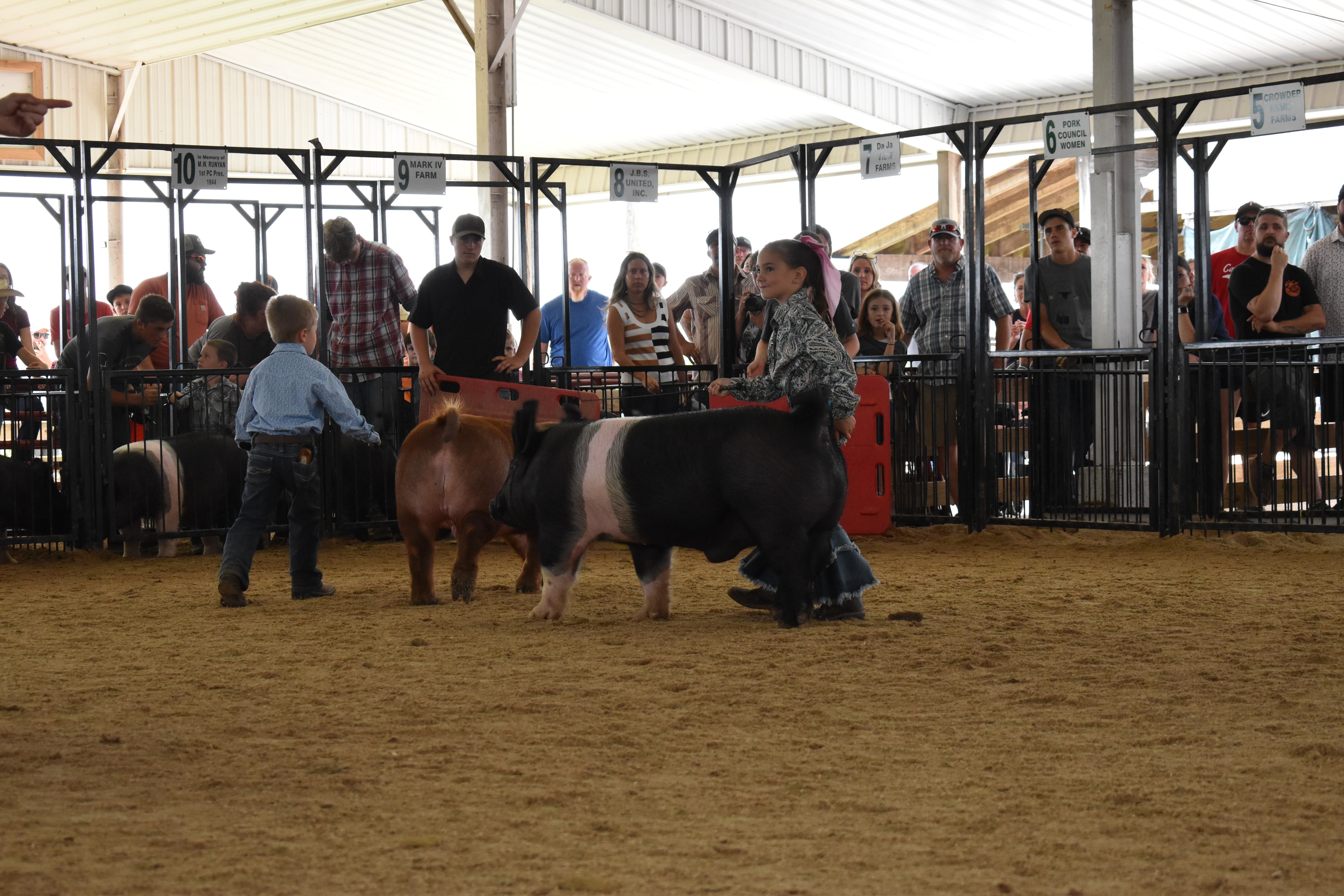 Girl in black shirt steering large Hampshire cross pig with girl in pink plaid shirt alongside in show ring