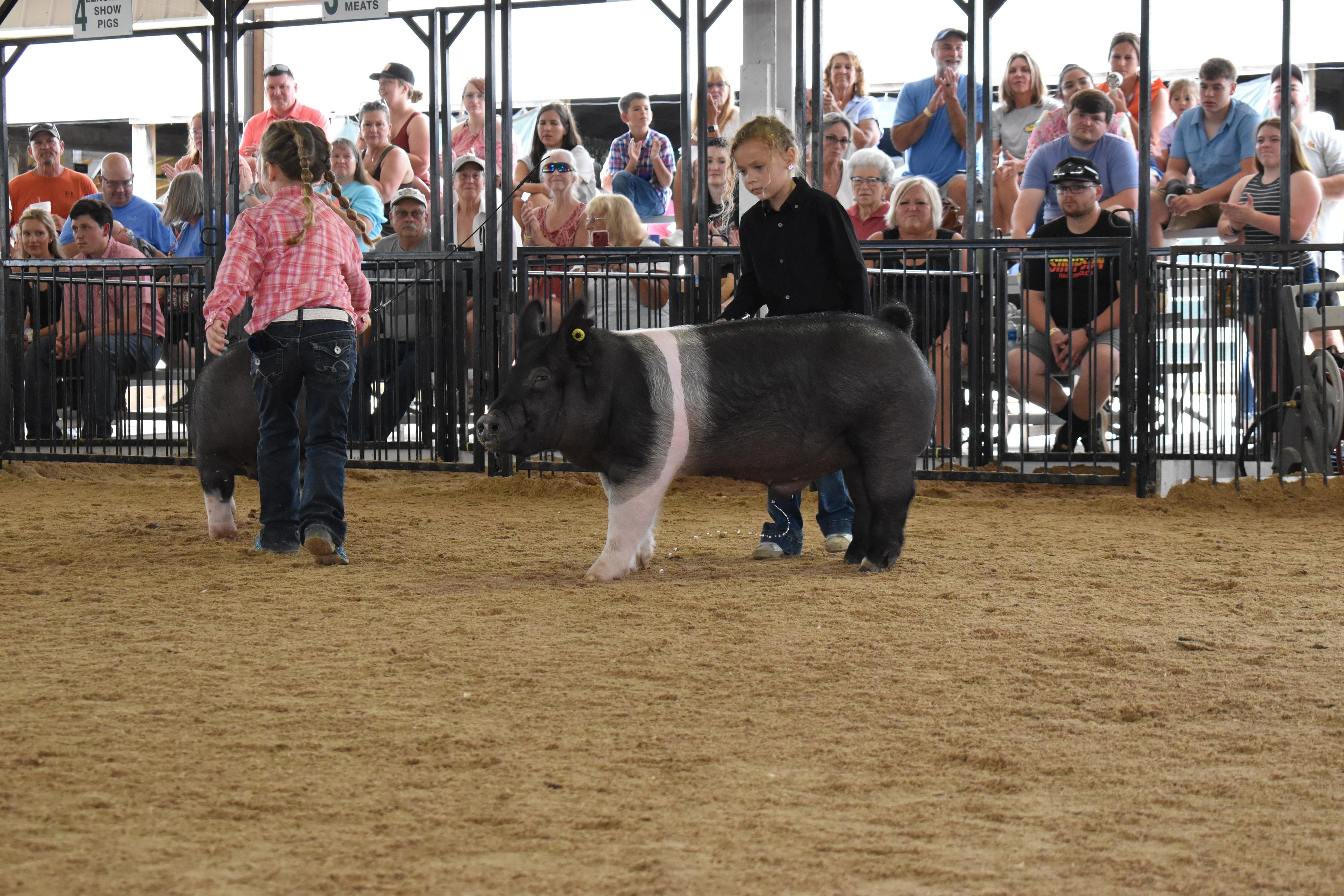 Girl in black shirt steering large Hampshire cross pig with head down in show ring with packed grandstands