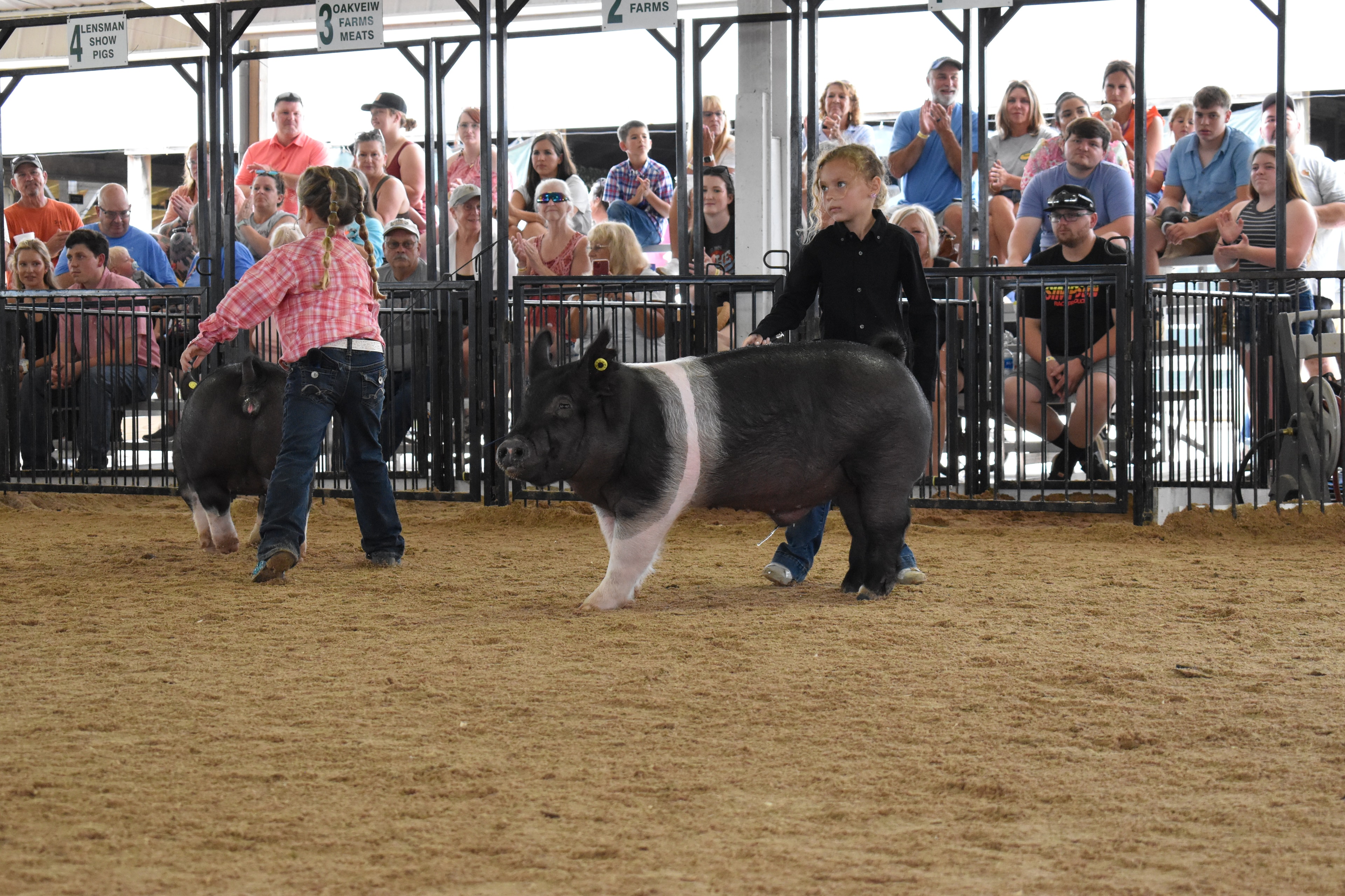Girl in black shirt steering large Hampshire cross pig with girl in pink plaid shirt and second pig in background