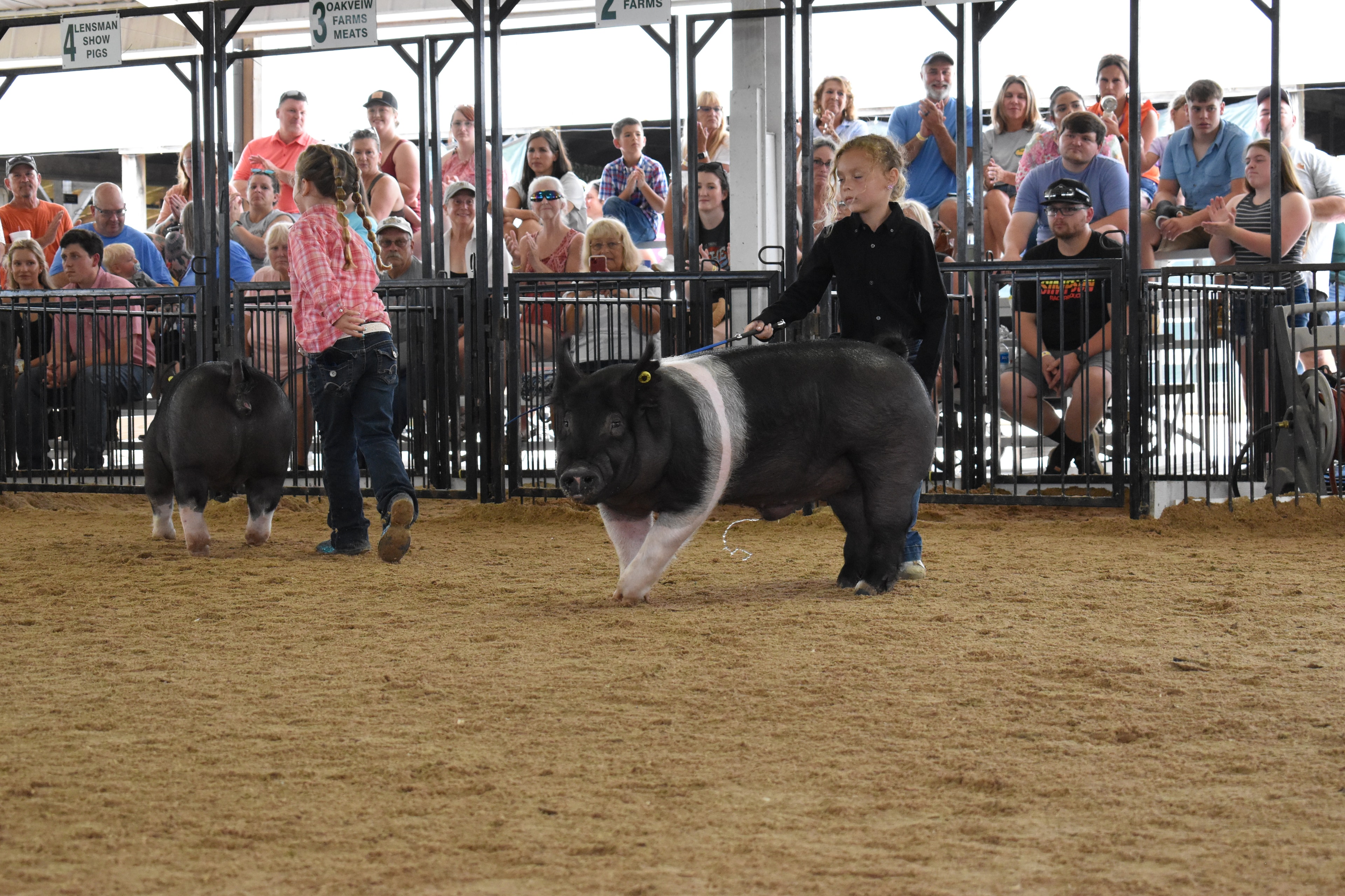 Girl in paisley shirt with pink bow and boy in blue shirt steering Duroc pig past Mark IV Farm and Pork Council Women sponsor pens